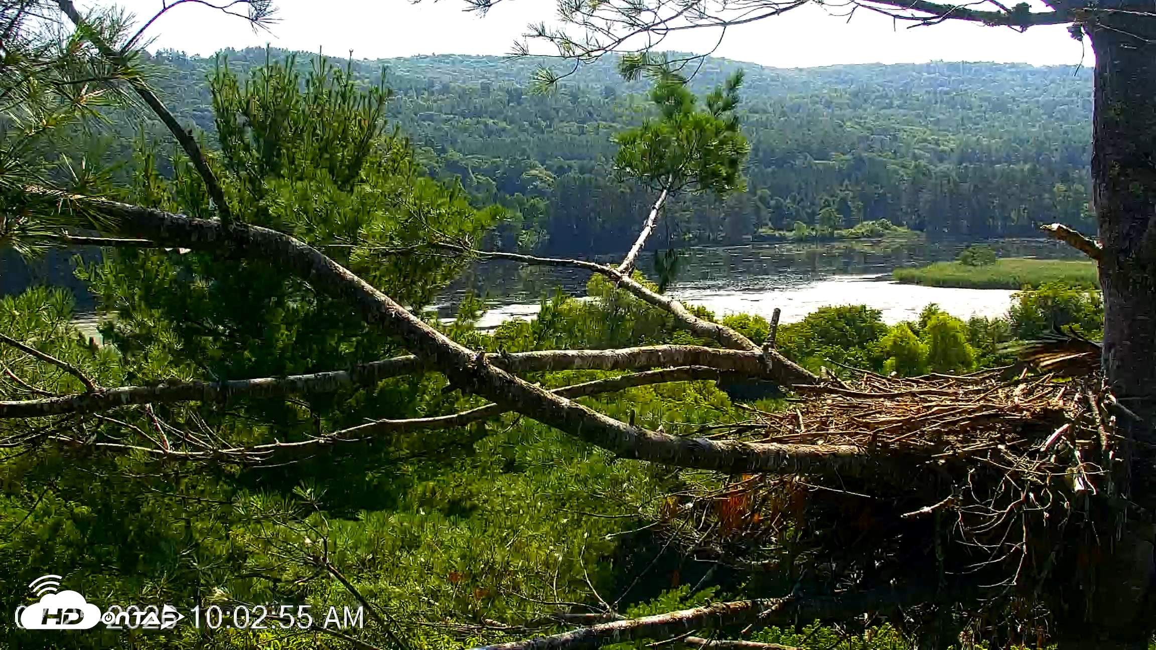 Snapshot of VINS Bald Eagles Nest Live Cams taken Jul 25, 2026, 10:03am EDT