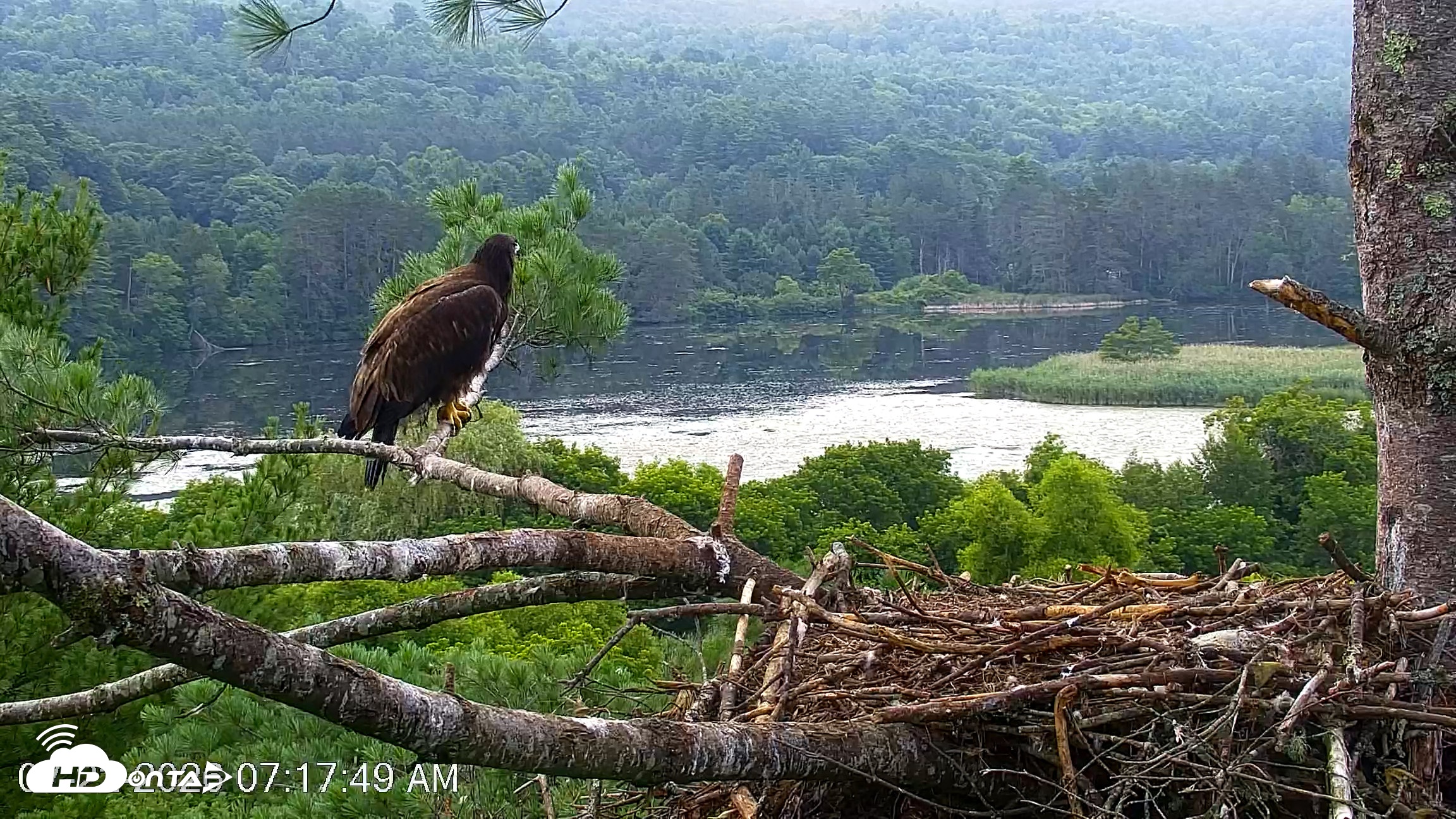 Snapshot of VINS Bald Eagles Nest Live Cams taken Jul 22, 2026, 7:18am EDT