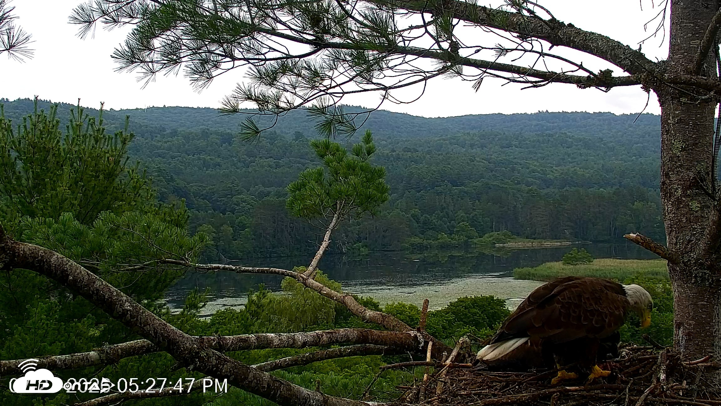 Snapshot of VINS Bald Eagles Nest Live Cams taken Jul 21, 2026, 5:28pm EDT