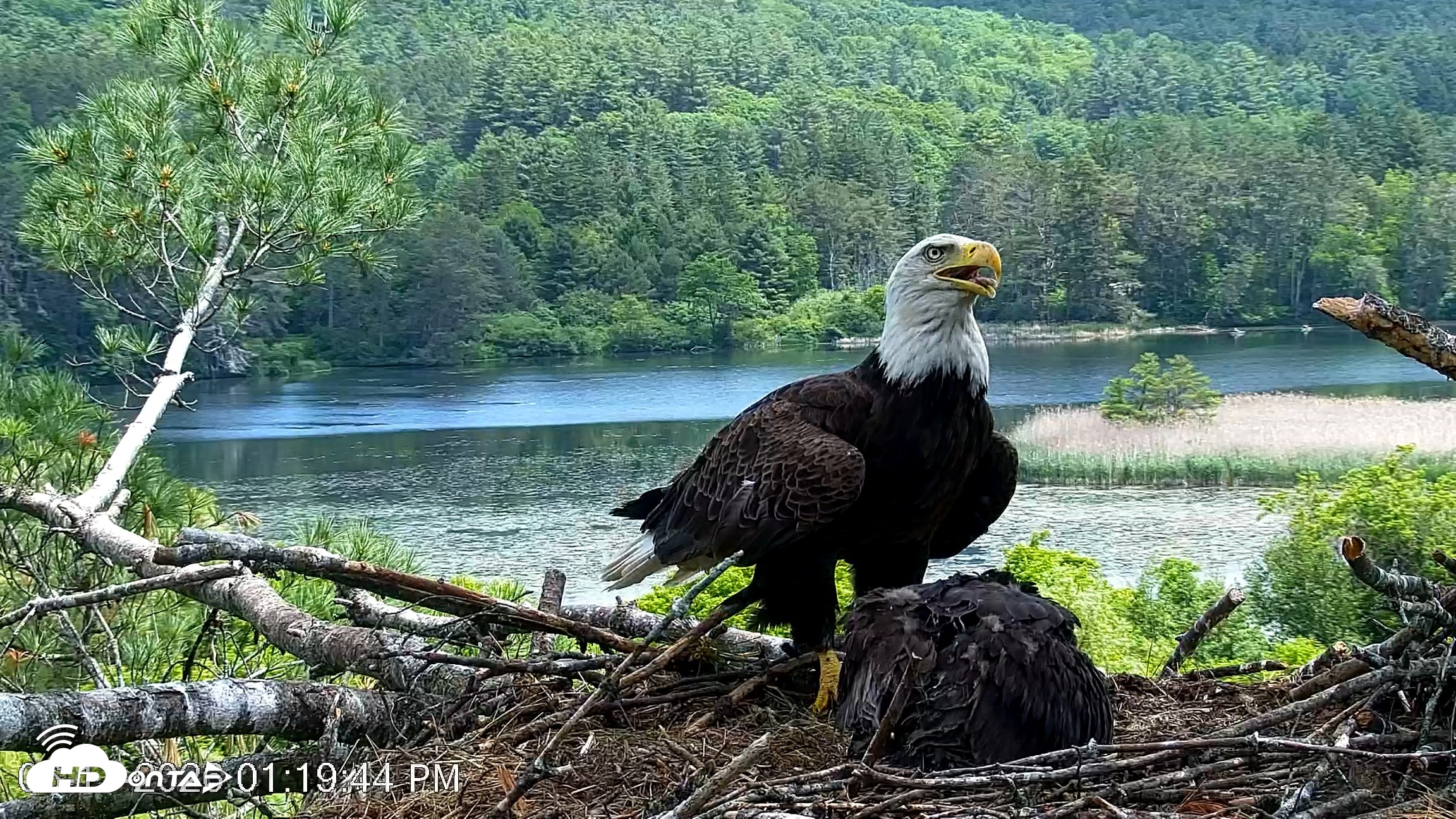 Snapshot of VINS Bald Eagles Nest Live Cams taken Jun 11, 2026, 1:20pm EDT