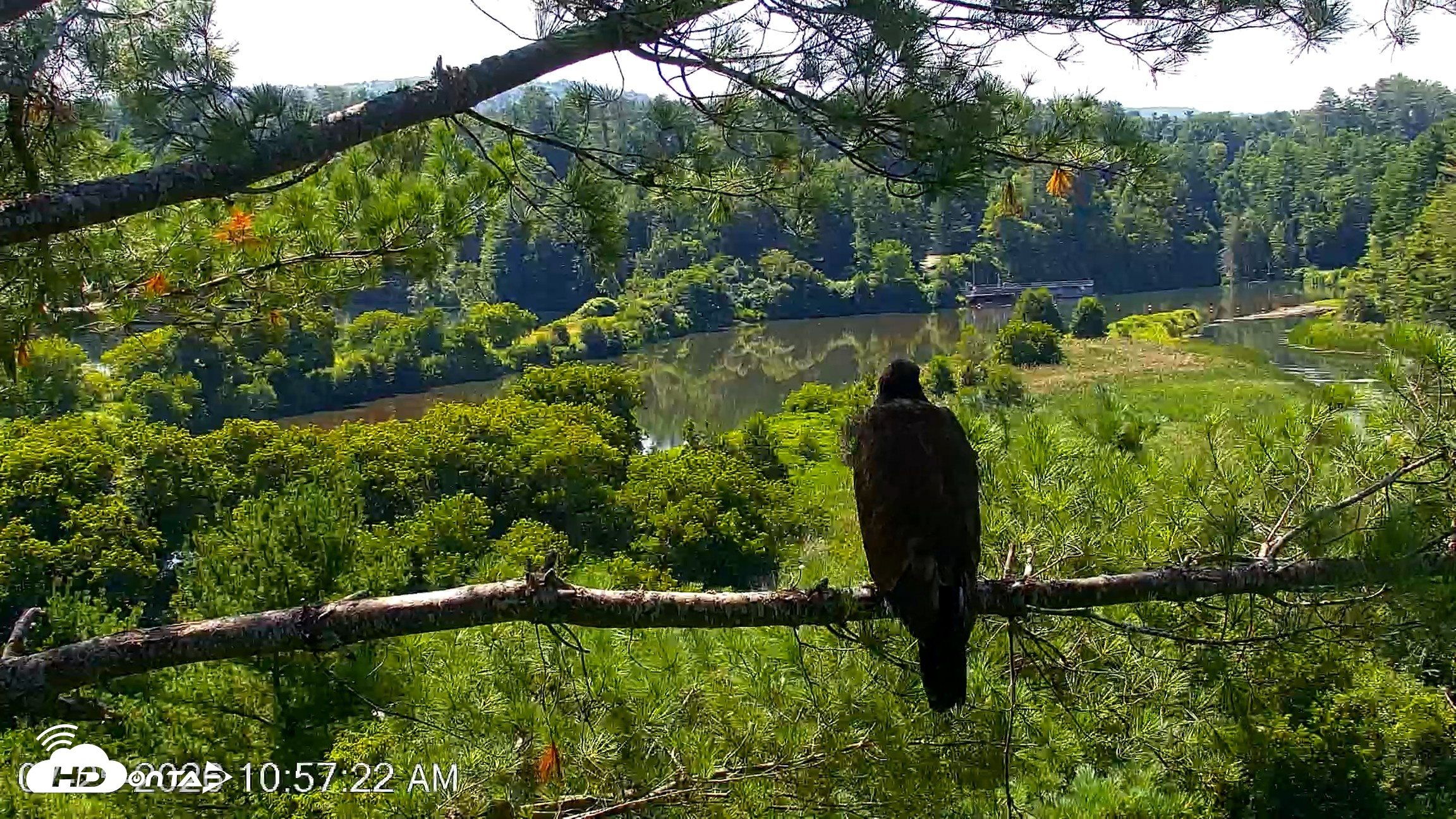 Snapshot of VINS Bald Eagles Nest Live Cams taken Jul 25, 2026, 10:58am EDT