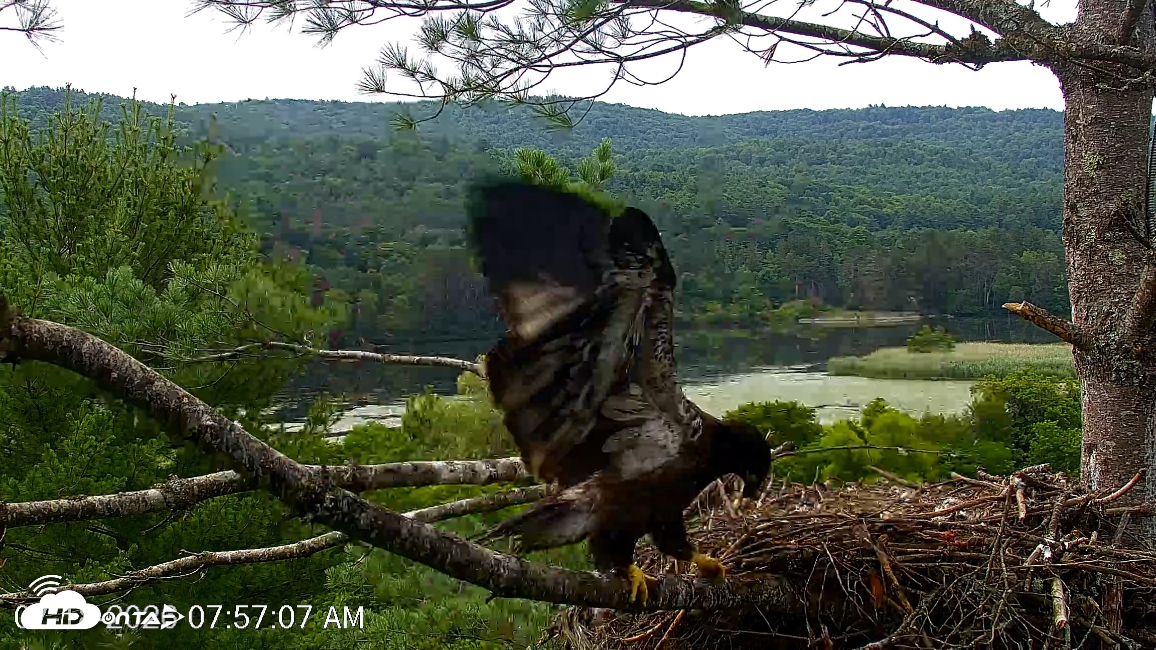Snapshot of VINS Bald Eagles Nest Live Cams taken Jul 18, 2026, 7:58am EDT