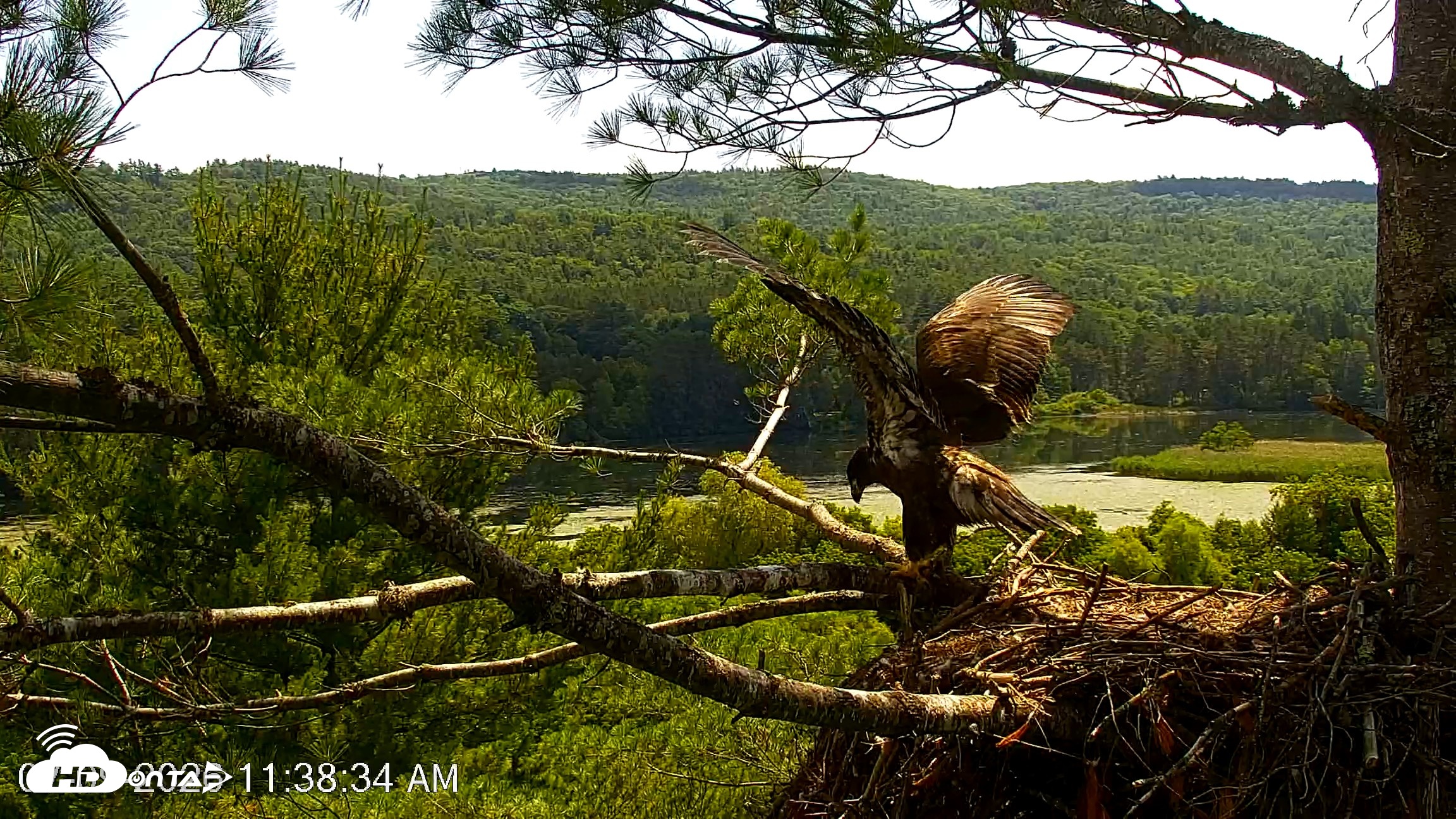 Snapshot of VINS Bald Eagles Nest Live Cams taken Jul 9, 2026, 11:39am EDT