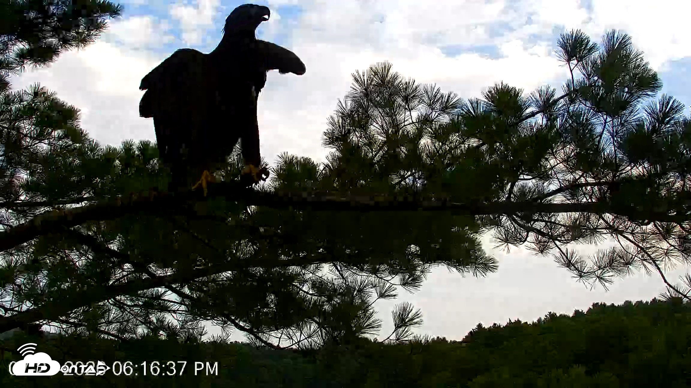 Snapshot of VINS Bald Eagles Nest Live Cams taken Jul 27, 2026, 6:17pm EDT