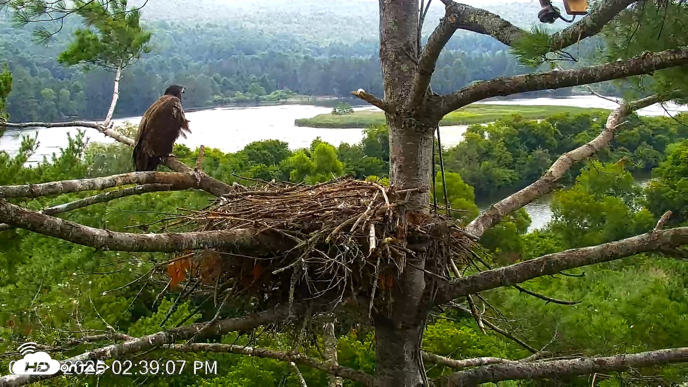 Snapshot of VINS Bald Eagles Nest Live Cams taken Jul 28, 2026, 2:39pm EDT