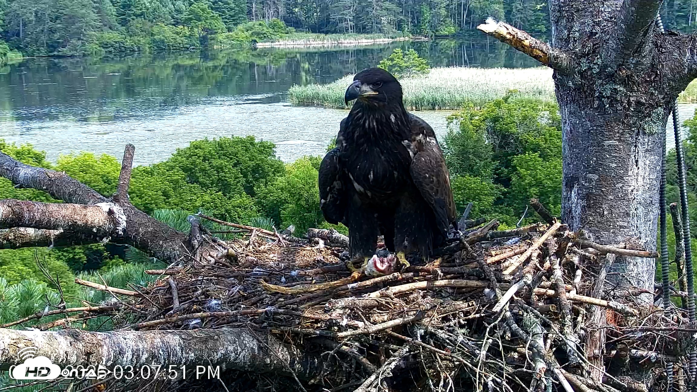 Snapshot of VINS Bald Eagles Nest Live Cams taken Jul 24, 2026, 3:09pm EDT