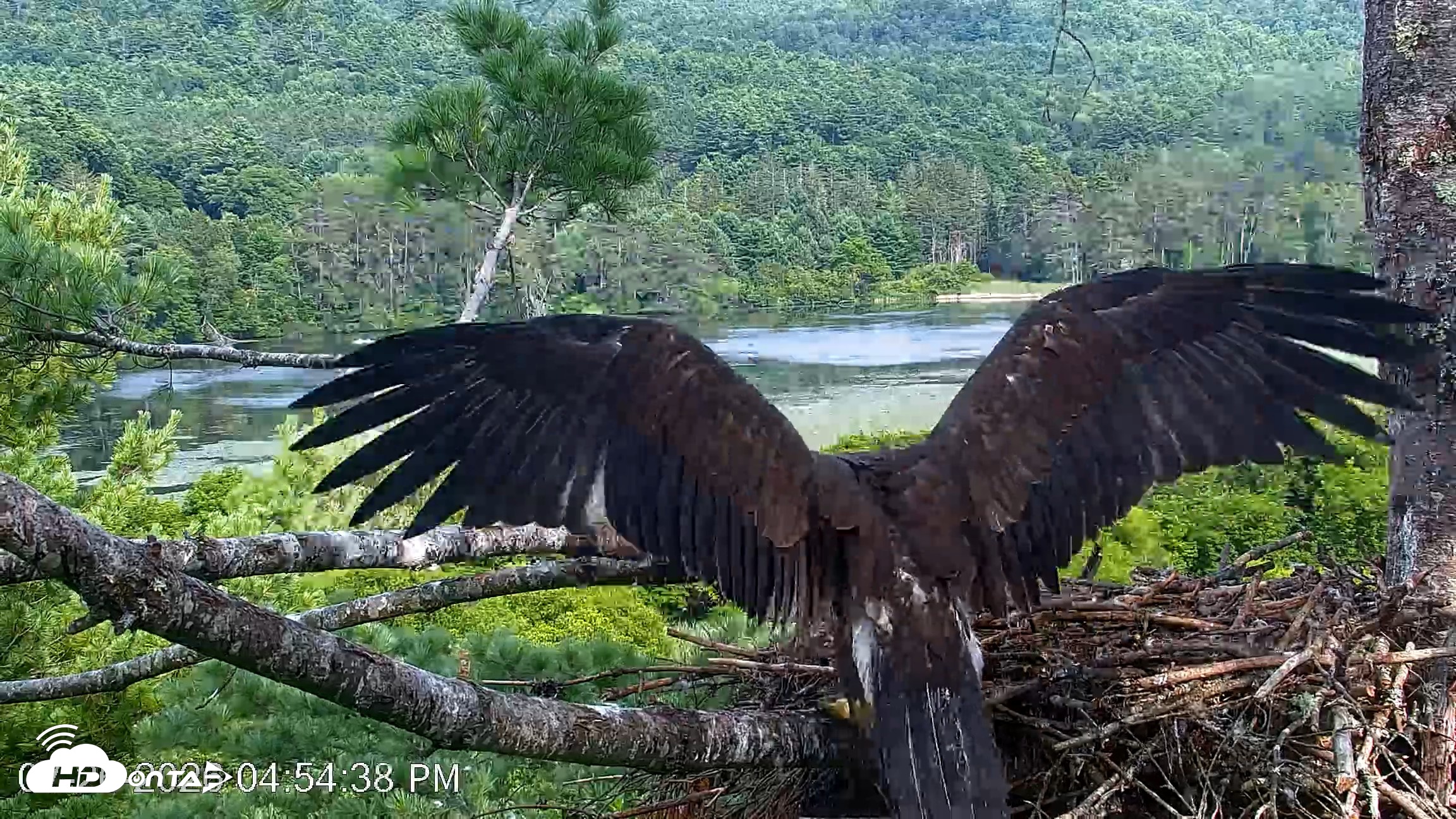 Snapshot of VINS Bald Eagles Nest Live Cams taken Jul 26, 2026, 4:57pm EDT