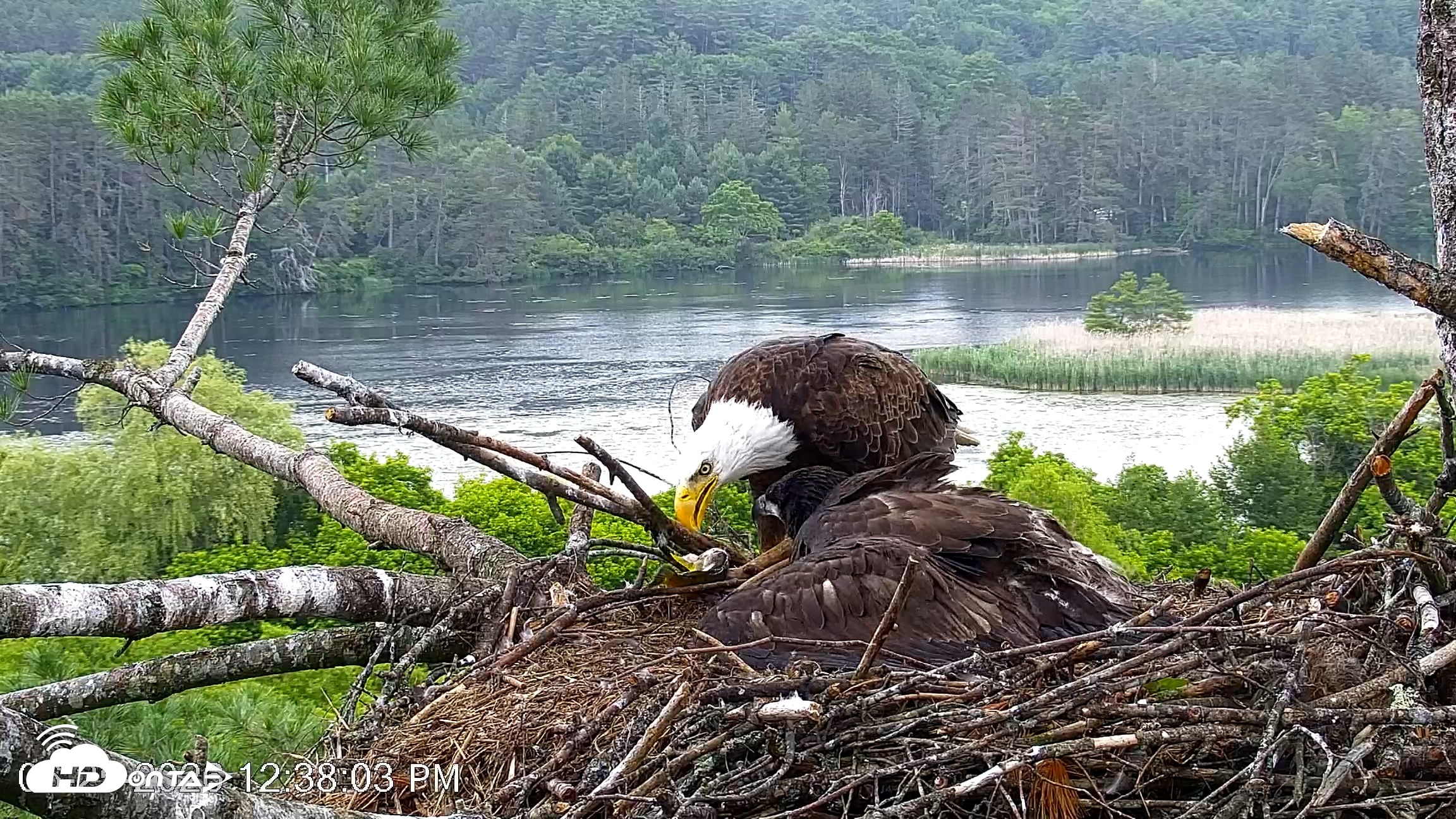 Snapshot of VINS Bald Eagles Nest Live Cams taken Jun 25, 2026, 12:38pm EDT
