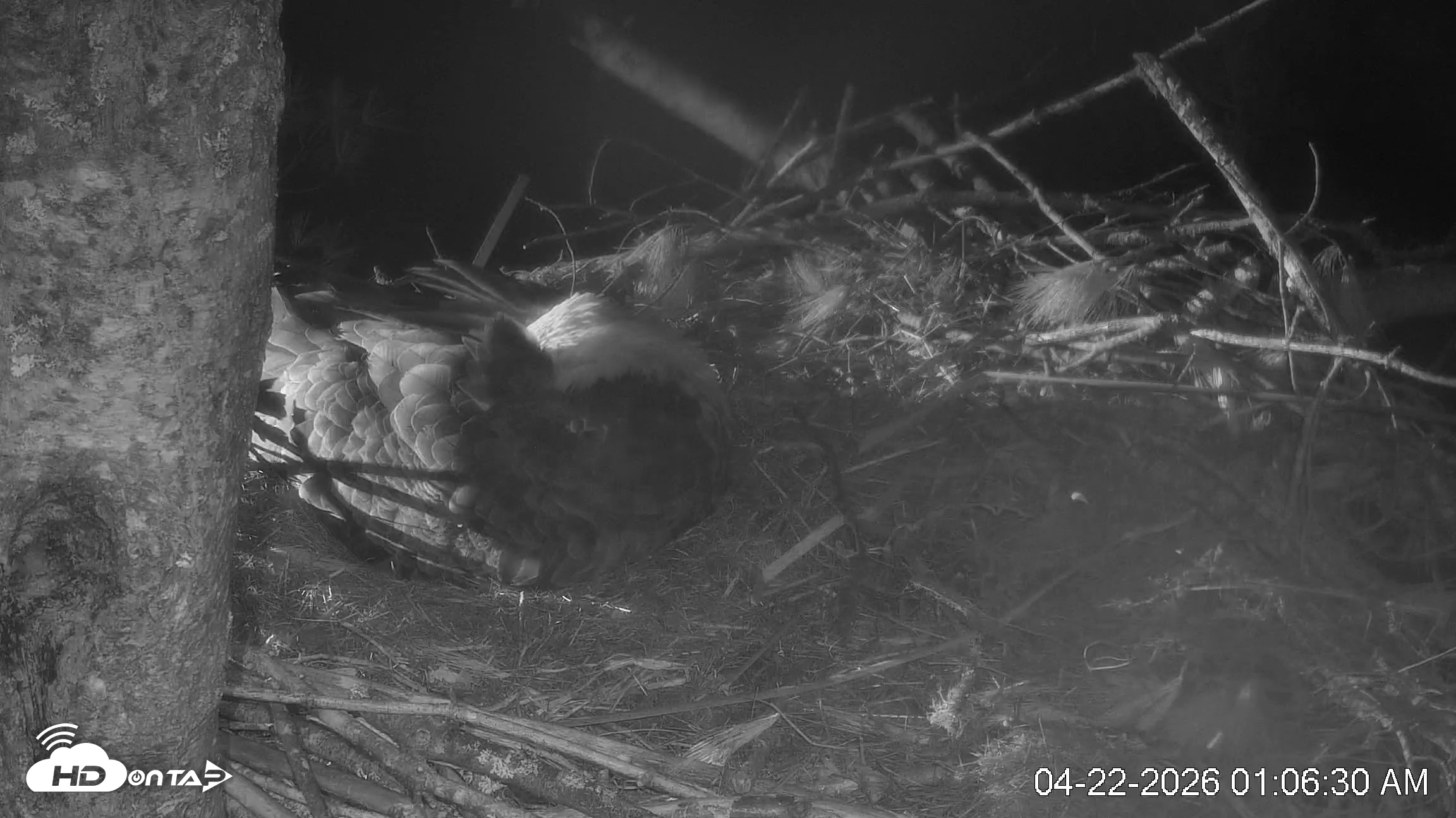 Snapshot of VINS Bald Eagles Nest Live Cams taken Apr 22, 2026, 1:07am EDT