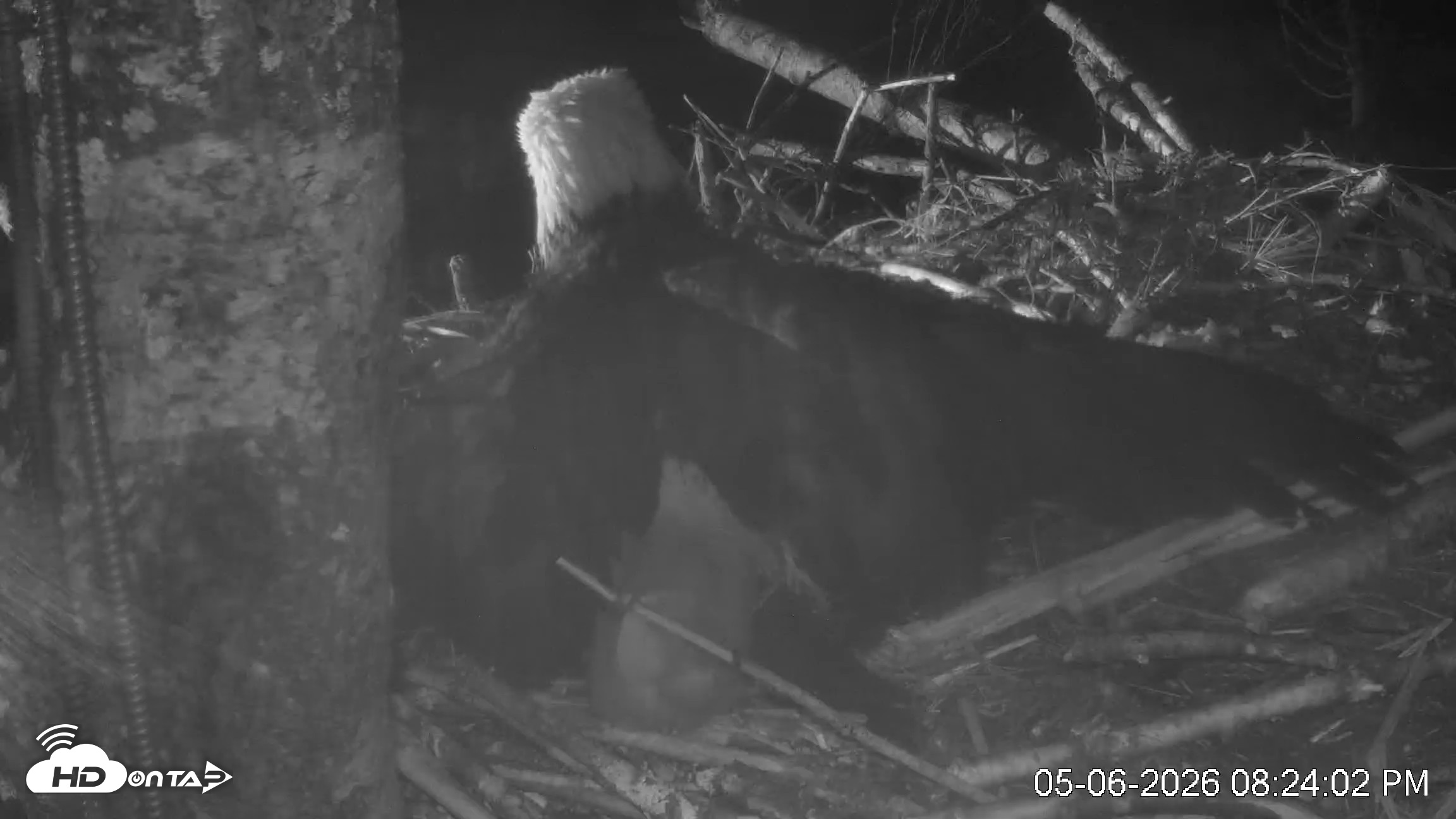 Snapshot of VINS Bald Eagles Nest Live Cams taken May 6, 2026, 8:24pm EDT
