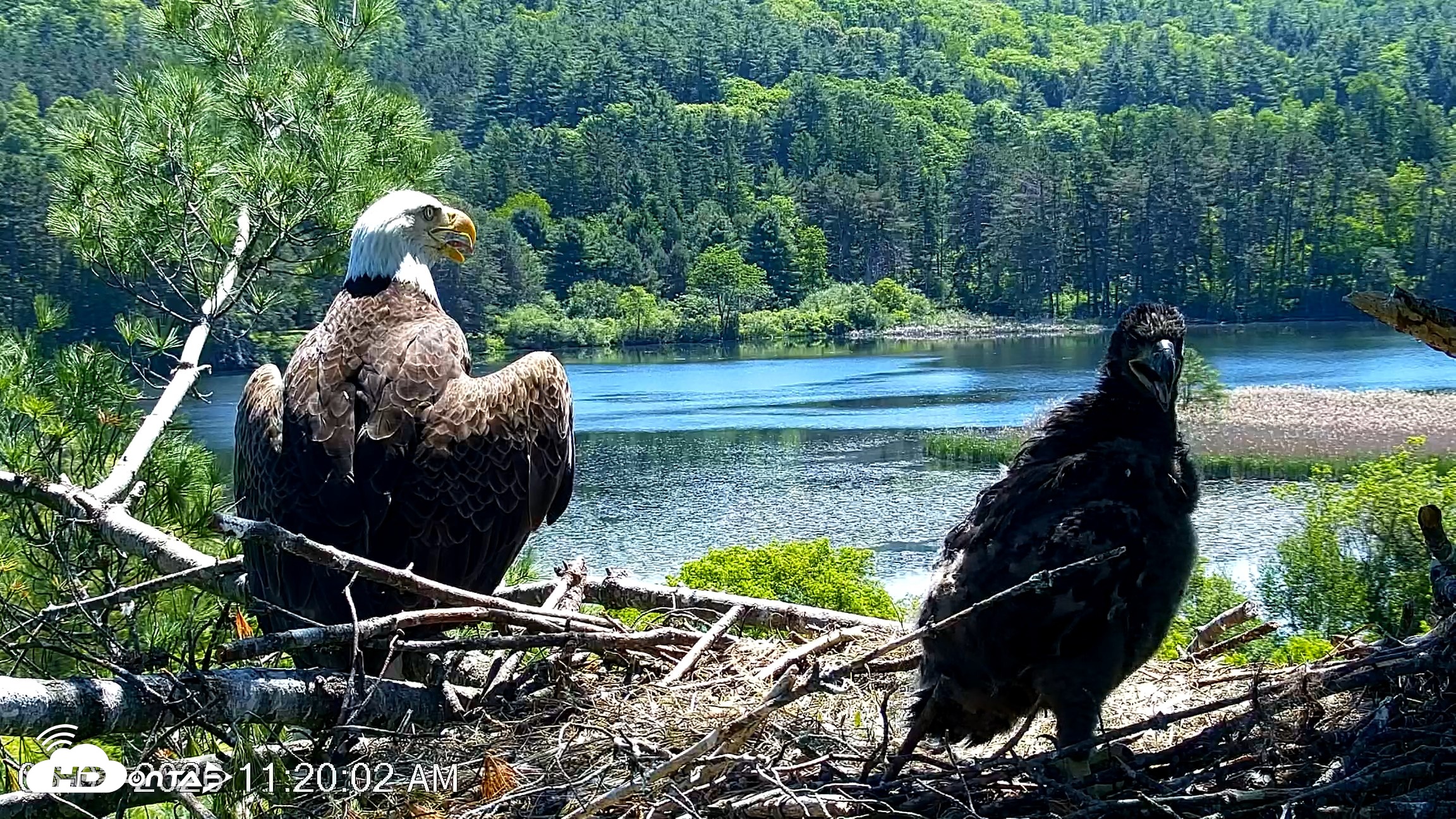 Snapshot of VINS Bald Eagles Nest Live Cams taken Jun 3, 2026, 11:20am EDT