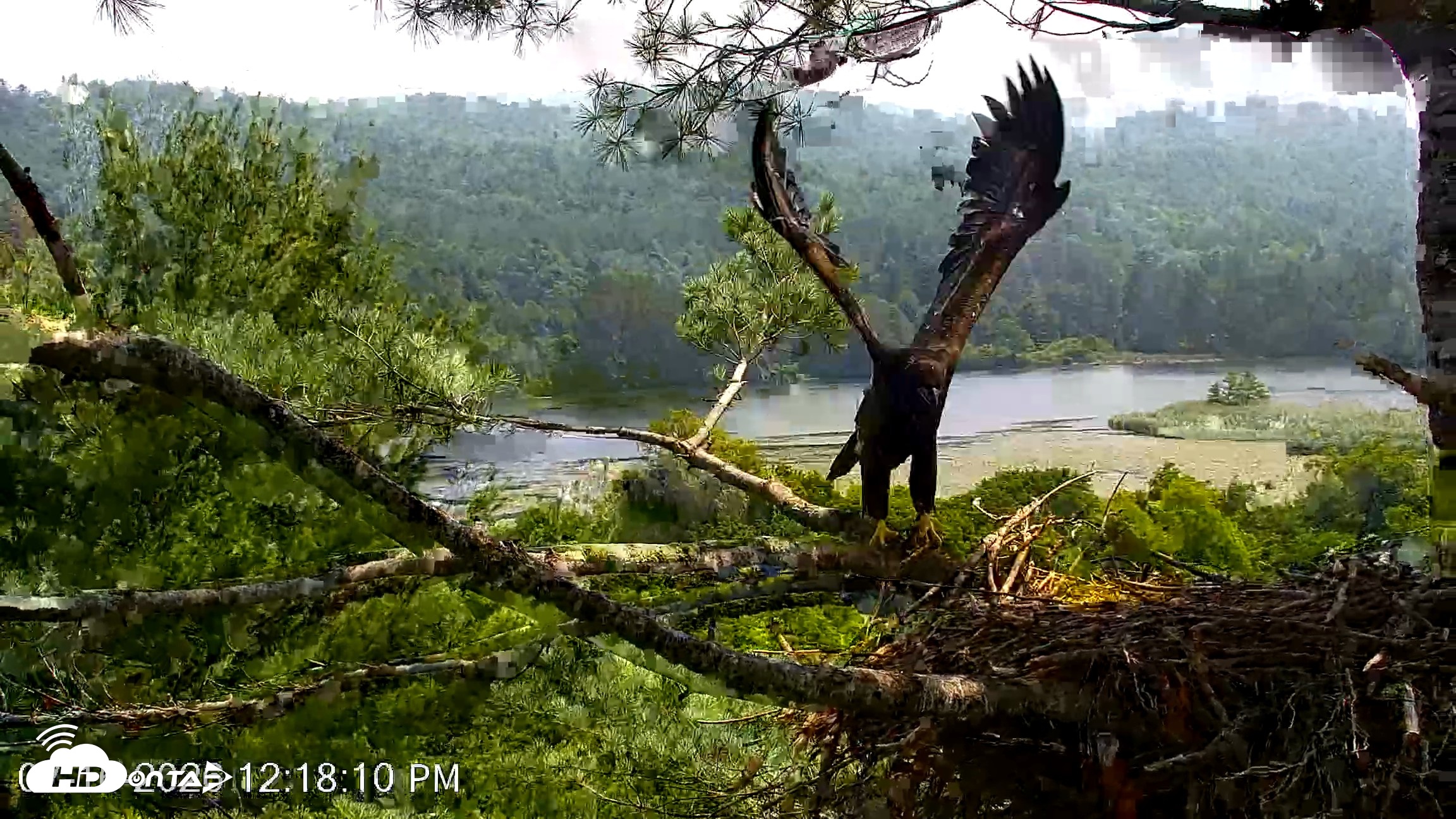 Snapshot of VINS Bald Eagles Nest Live Cams taken Jul 16, 2026, 12:19pm EDT