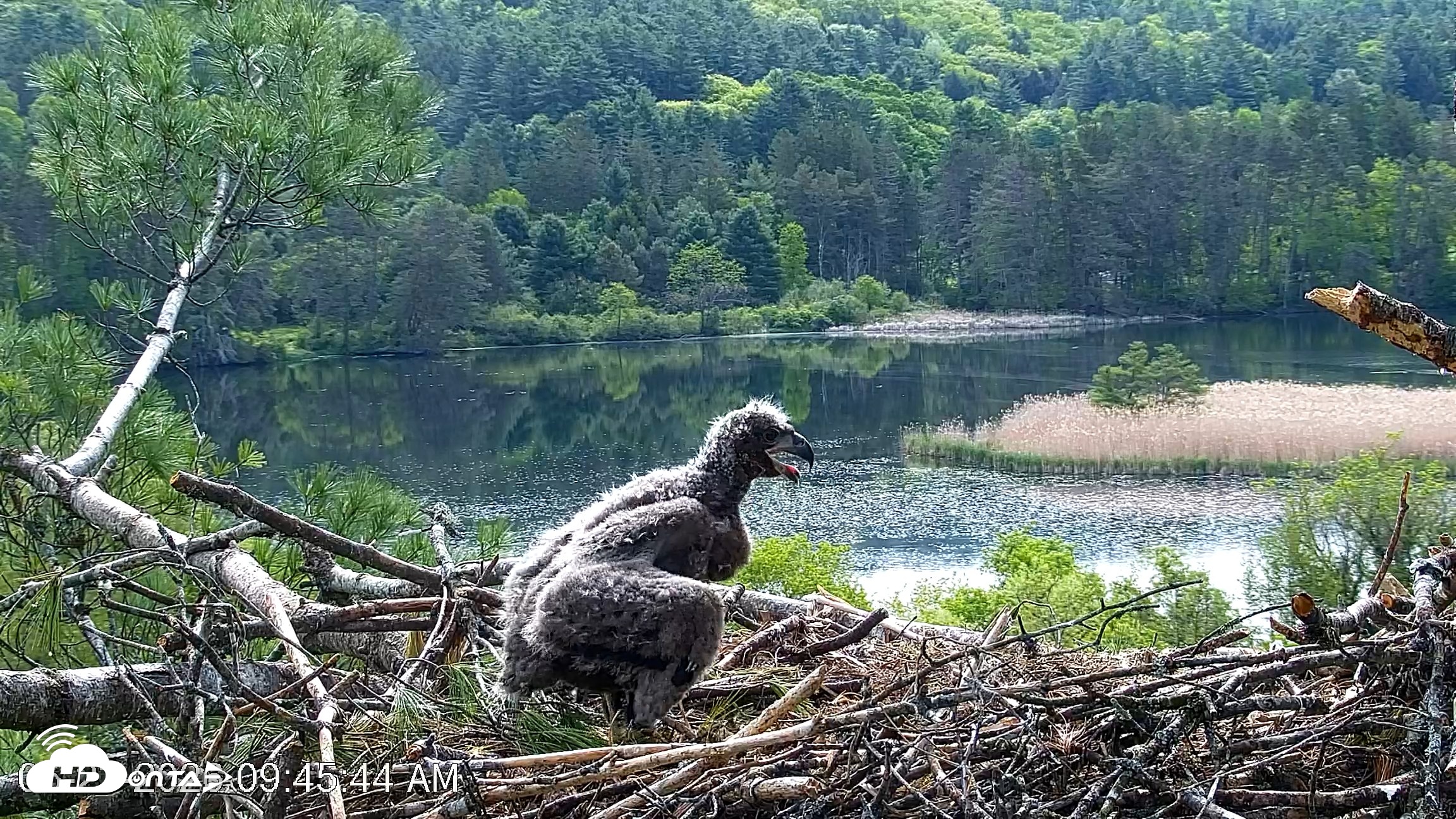 Snapshot of VINS Bald Eagles Nest Live Cams taken May 23, 2026, 9:46am EDT