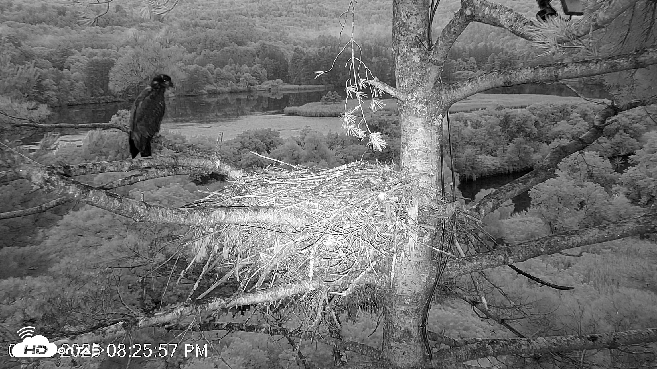 Snapshot of VINS Bald Eagles Nest Live Cams taken Jul 28, 2026, 8:27pm EDT
