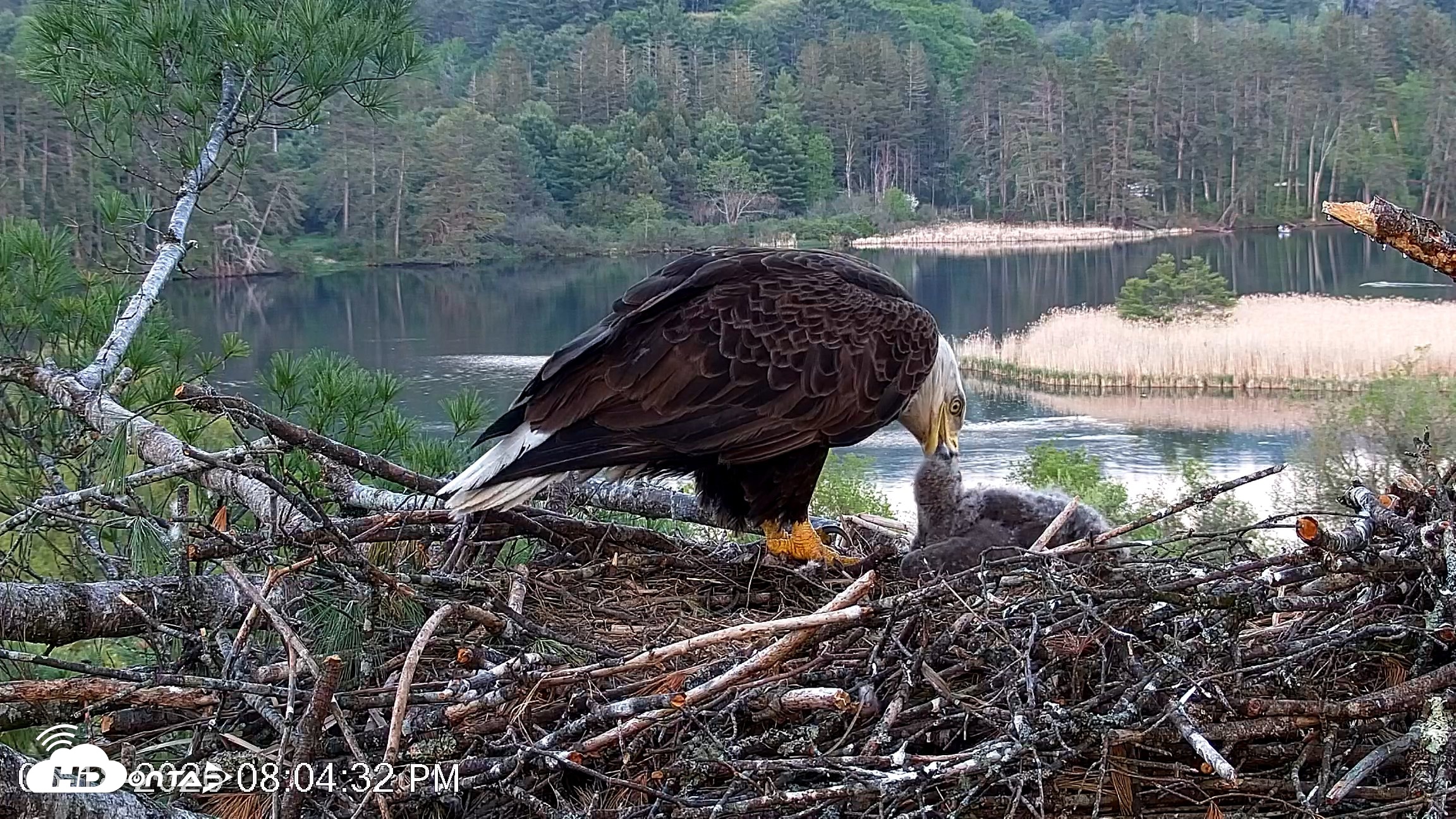 Snapshot of VINS Bald Eagles Nest Live Cams taken May 18, 2026, 8:05pm EDT