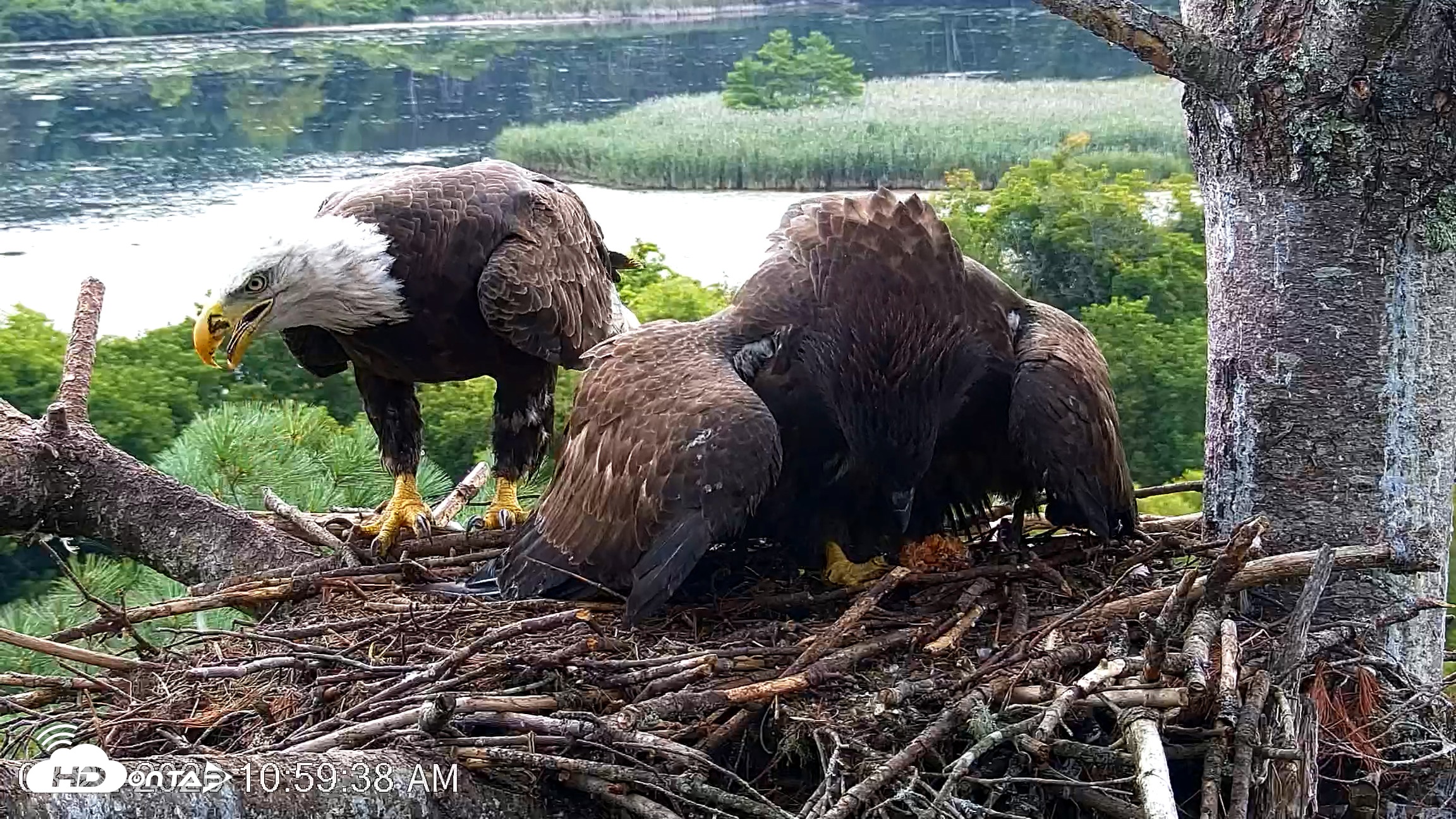 Snapshot of VINS Bald Eagles Nest Live Cams taken Aug 22, 2026, 11:00am EDT
