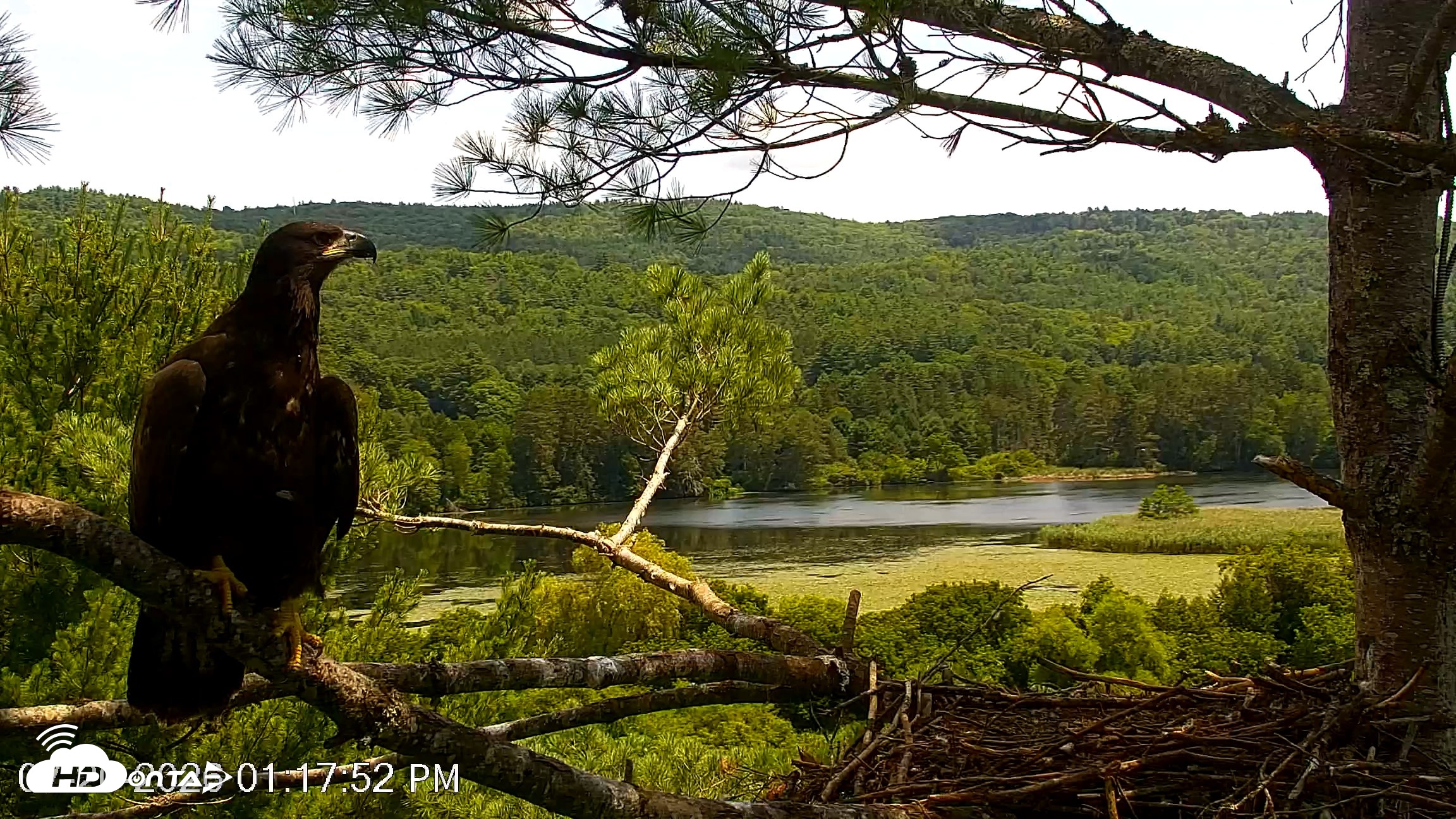Snapshot of VINS Bald Eagles Nest Live Cams taken Jul 20, 2026, 1:18pm EDT