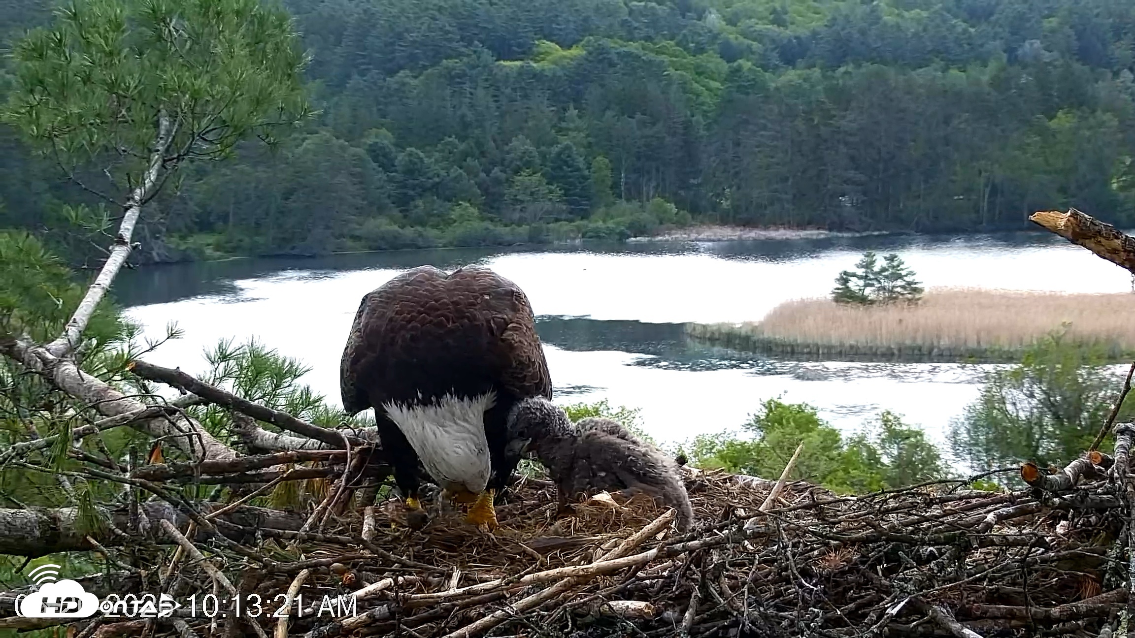 Snapshot of VINS Bald Eagles Nest Live Cams taken May 20, 2026, 10:14am EDT