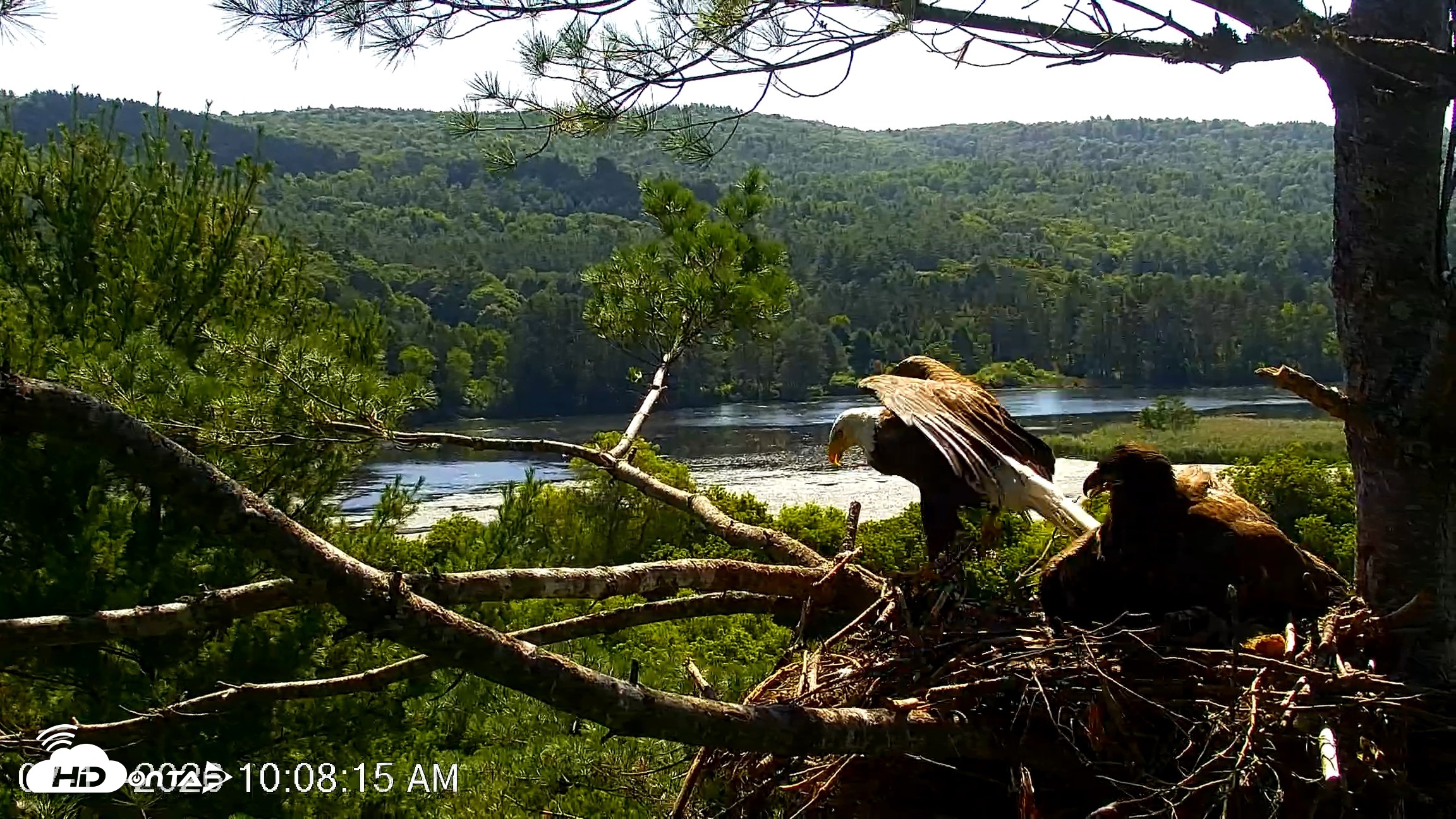 Snapshot of VINS Bald Eagles Nest Live Cams taken Jul 17, 2026, 10:09am EDT