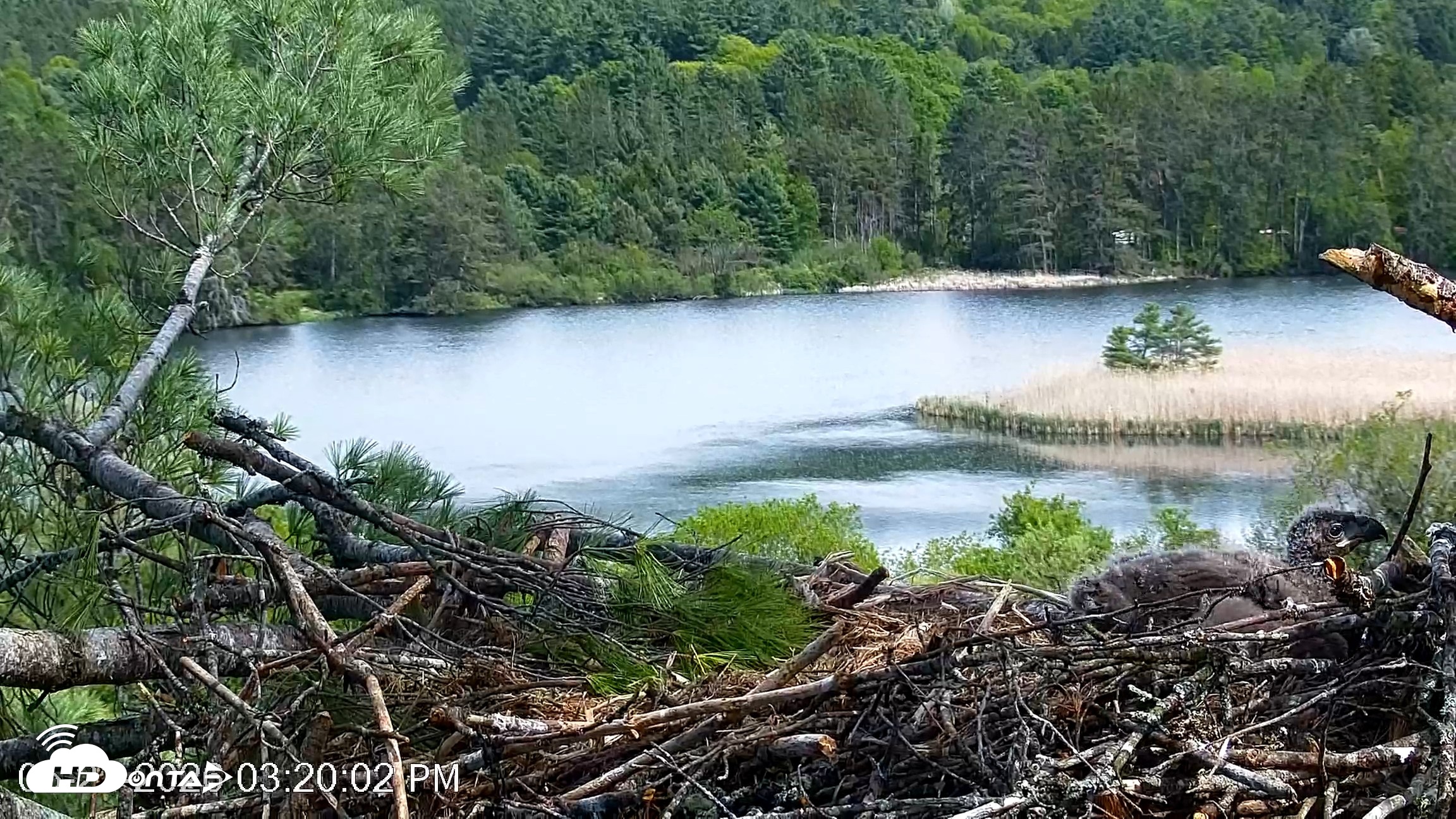 Snapshot of VINS Bald Eagles Nest Live Cams taken May 21, 2026, 3:20pm EDT