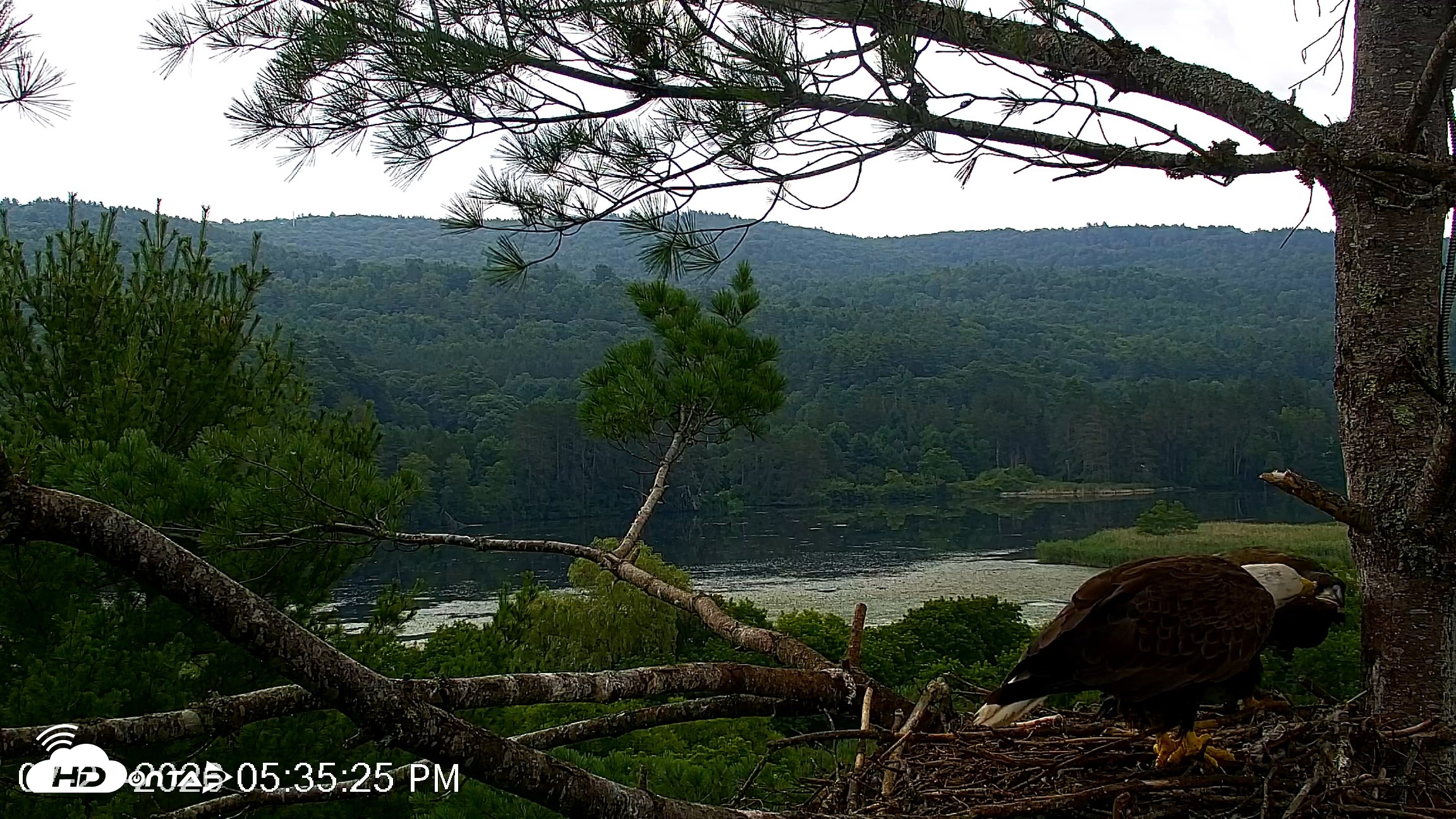 Snapshot of VINS Bald Eagles Nest Live Cams taken Jul 21, 2026, 5:36pm EDT