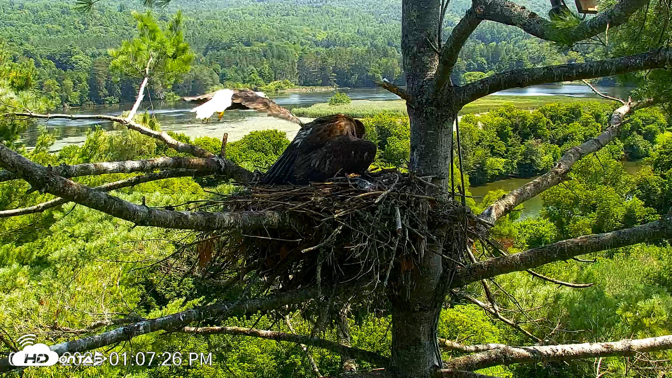 Snapshot of VINS Bald Eagles Nest Live Cams taken Jul 27, 2026, 1:08pm EDT
