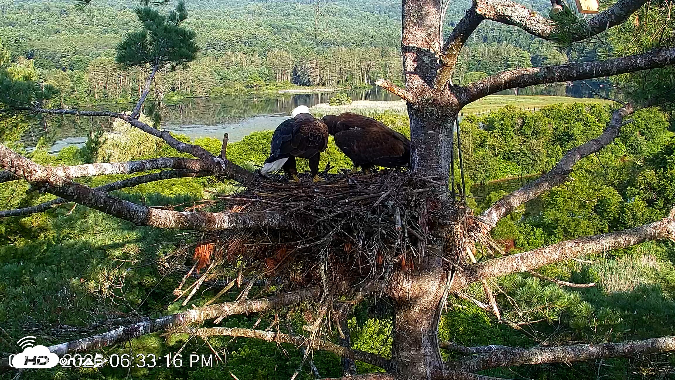 Snapshot of VINS Bald Eagles Nest Live Cams taken Jul 26, 2026, 6:34pm EDT