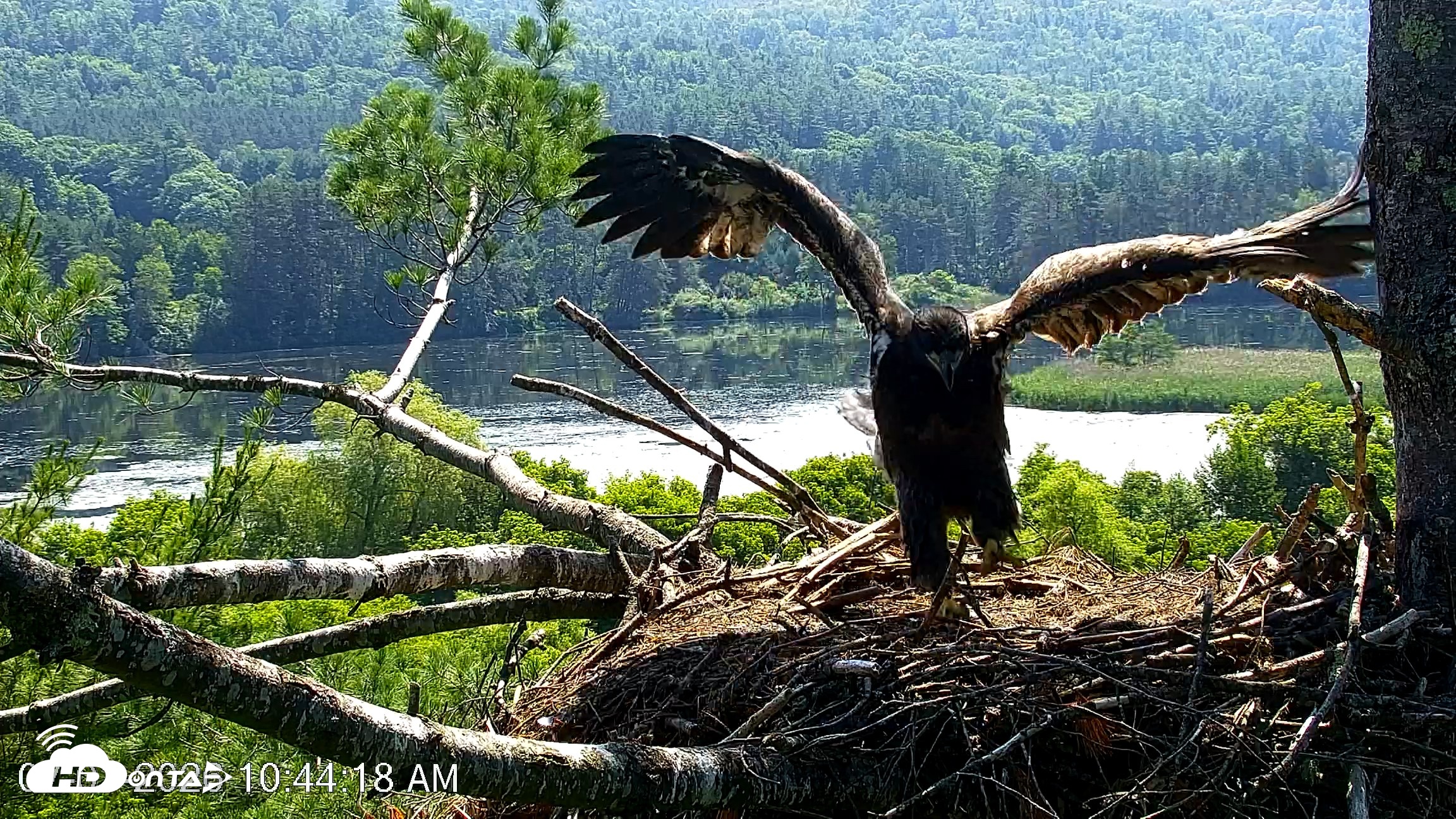 Snapshot of VINS Bald Eagles Nest Live Cams taken Jul 1, 2026, 10:47am EDT