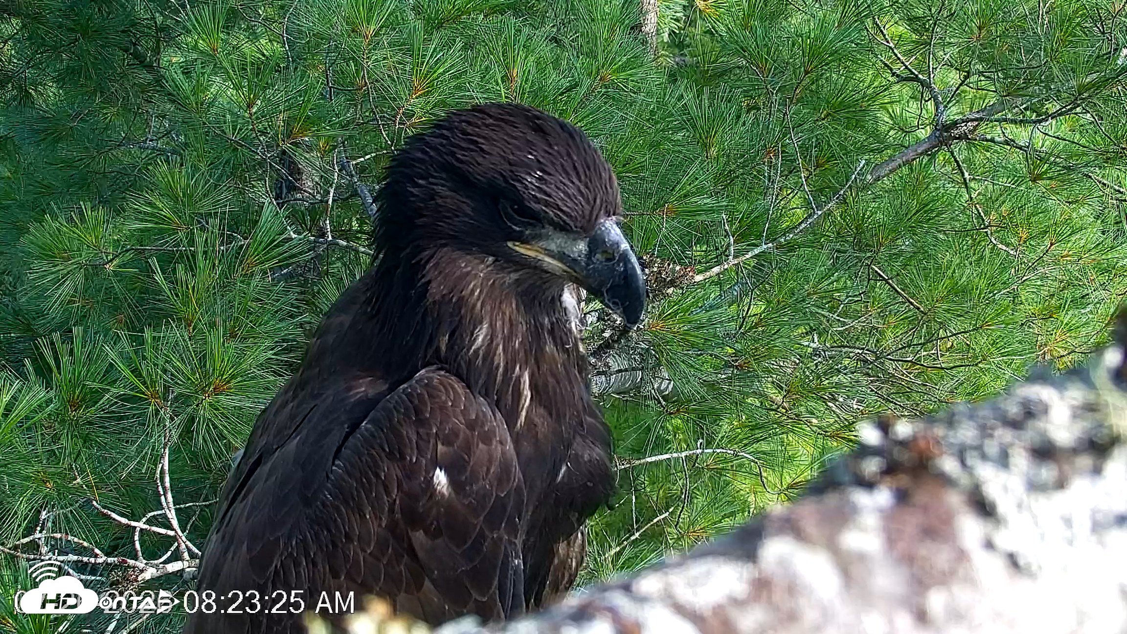 Snapshot of VINS Bald Eagles Nest Live Cams taken Jul 26, 2026, 8:24am EDT