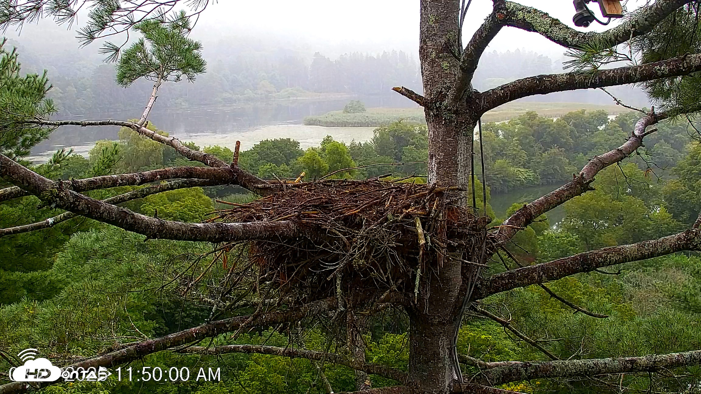 Snapshot of VINS Bald Eagles Nest Live Cams taken Aug 23, 2026, 11:51am EDT