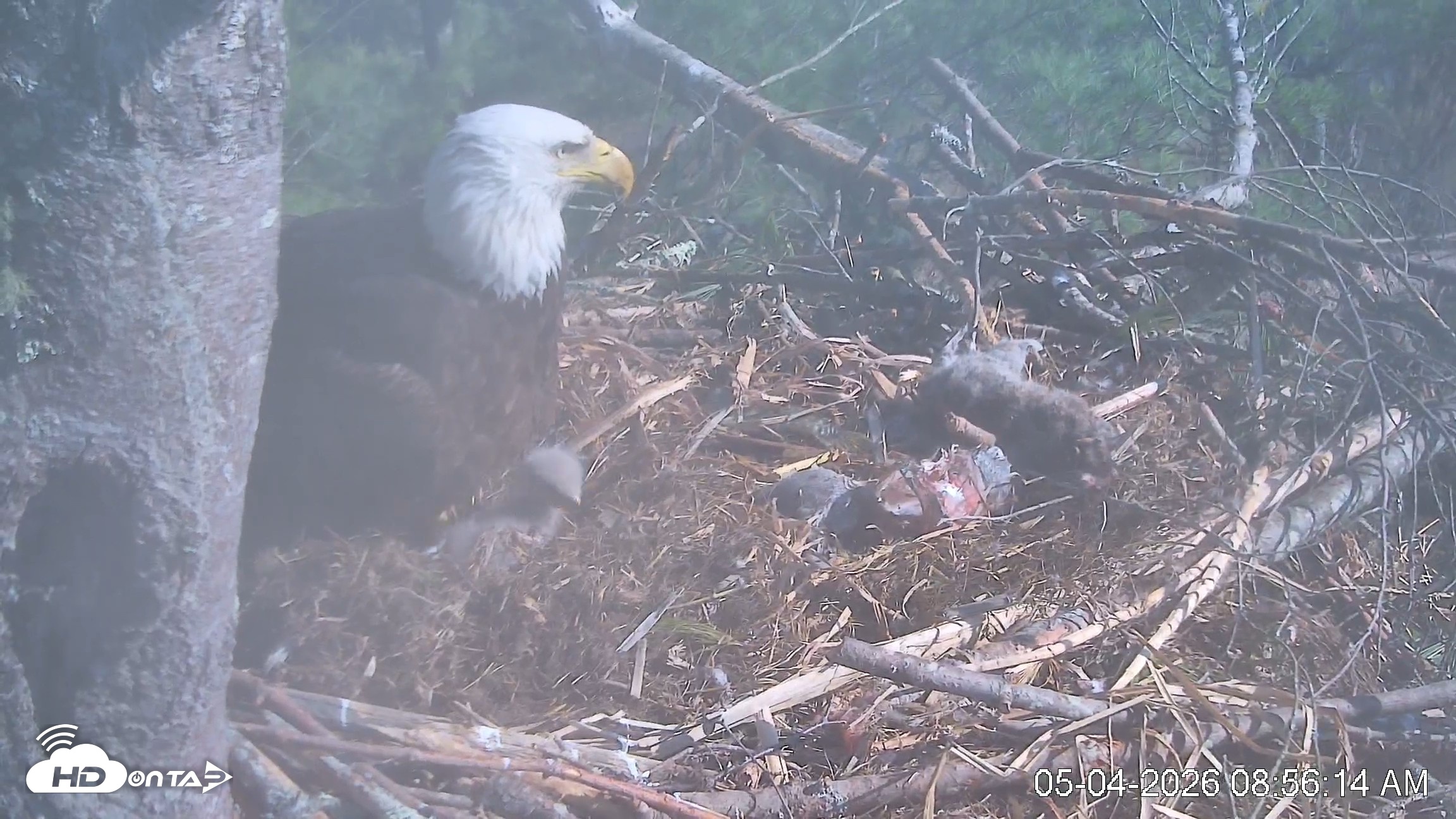 Snapshot of VINS Bald Eagles Nest Live Cams taken May 4, 2026, 8:57am EDT