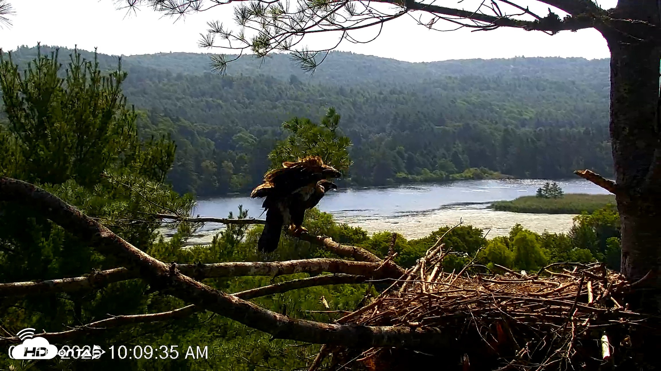 Snapshot of VINS Bald Eagles Nest Live Cams taken Jul 16, 2026, 10:10am EDT
