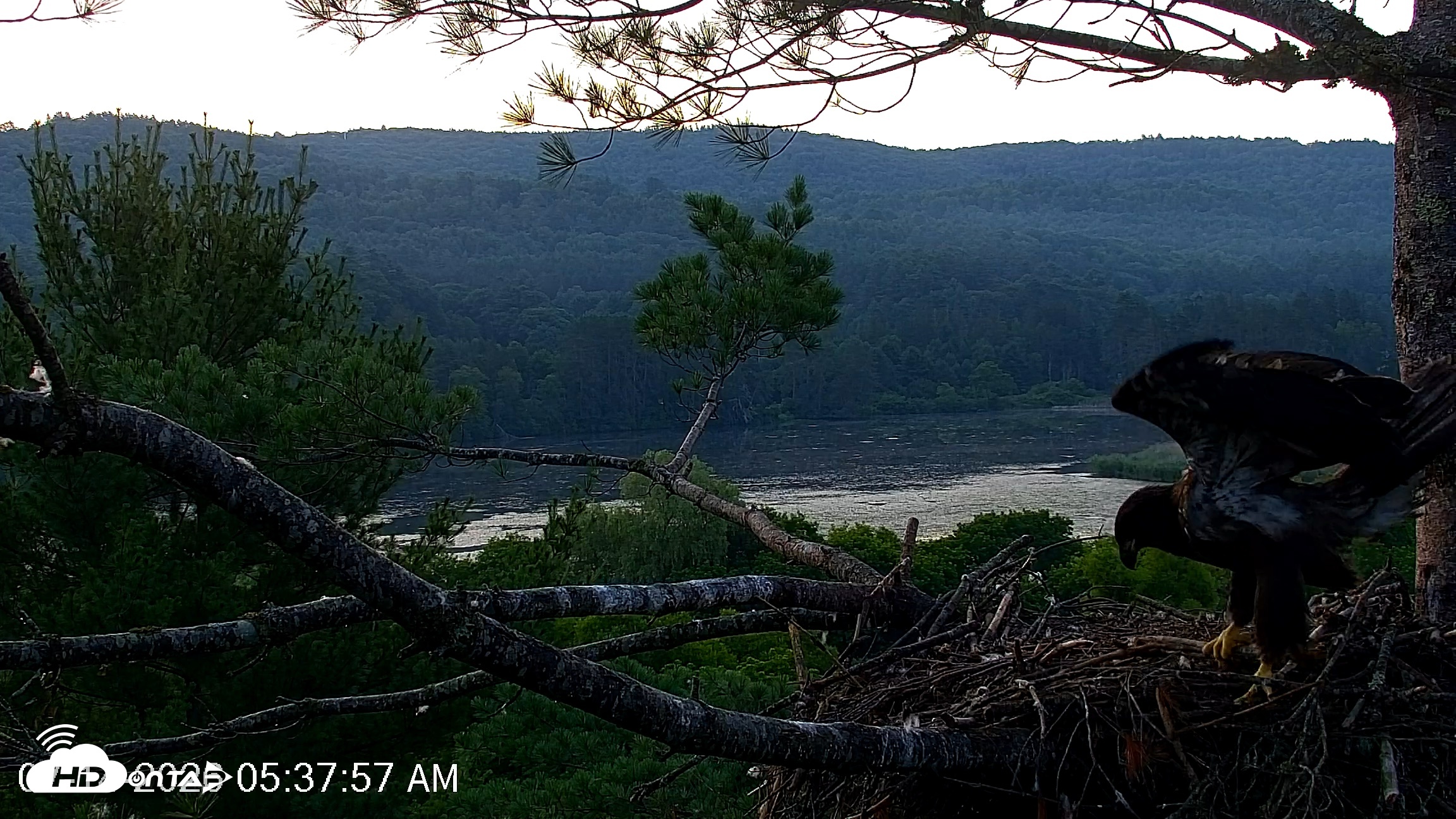 Snapshot of VINS Bald Eagles Nest Live Cams taken Jul 14, 2026, 5:38am EDT
