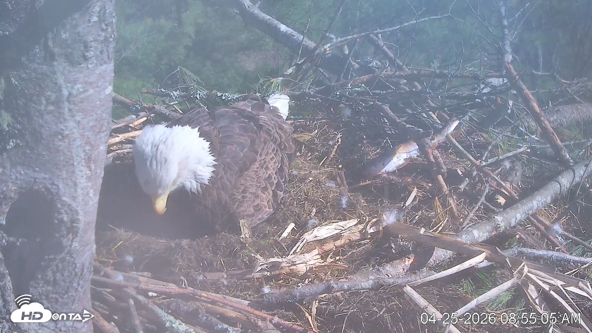 Snapshot of VINS Bald Eagles Nest Live Cams taken Apr 25, 2026, 8:55am EDT