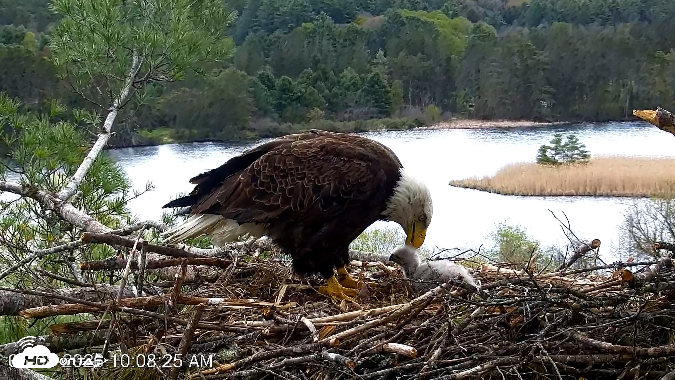 Snapshot of VINS Bald Eagles Nest Live Cams taken May 8, 2026, 10:09am EDT