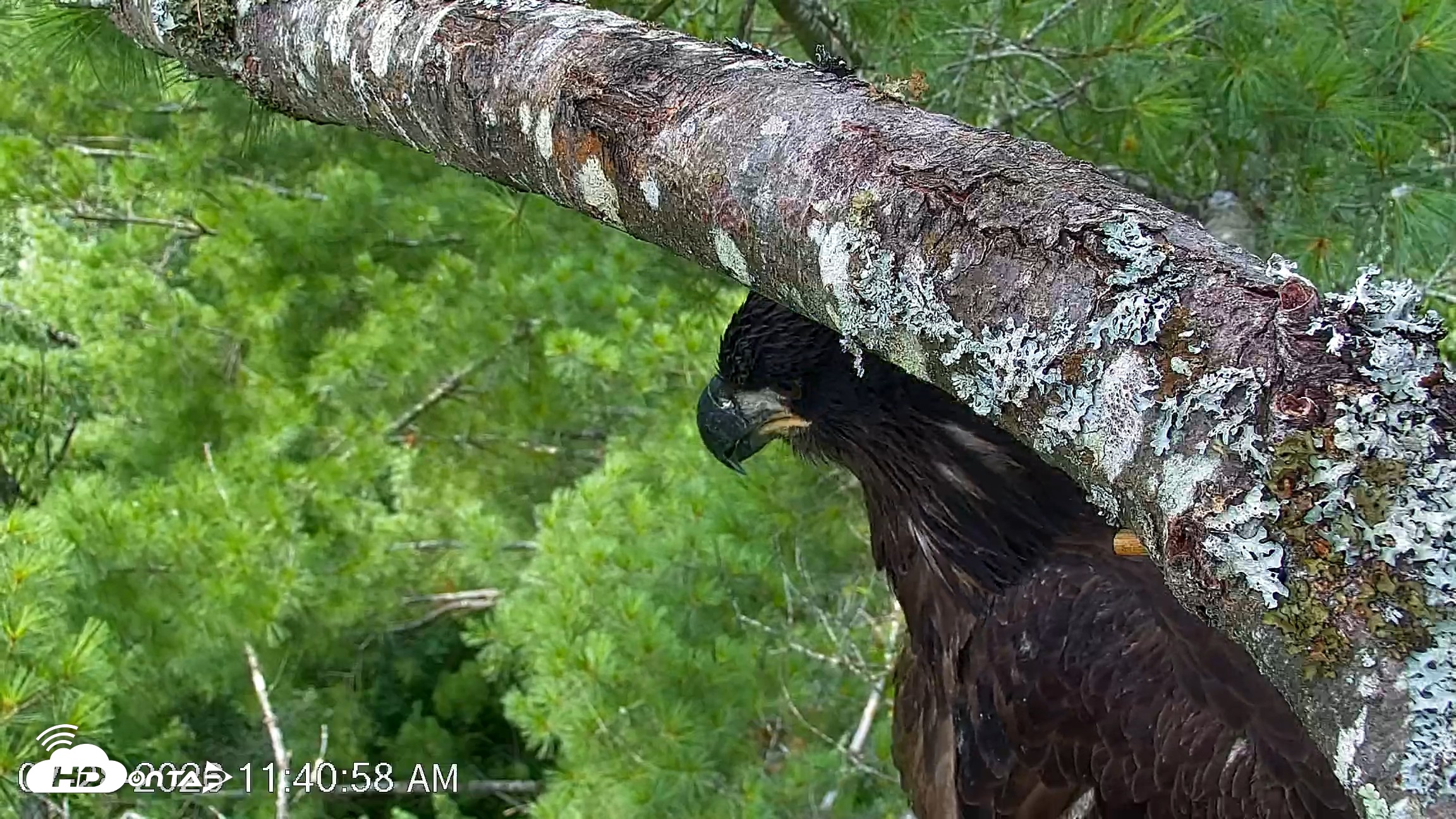 Snapshot of VINS Bald Eagles Nest Live Cams taken Jul 28, 2026, 11:41am EDT