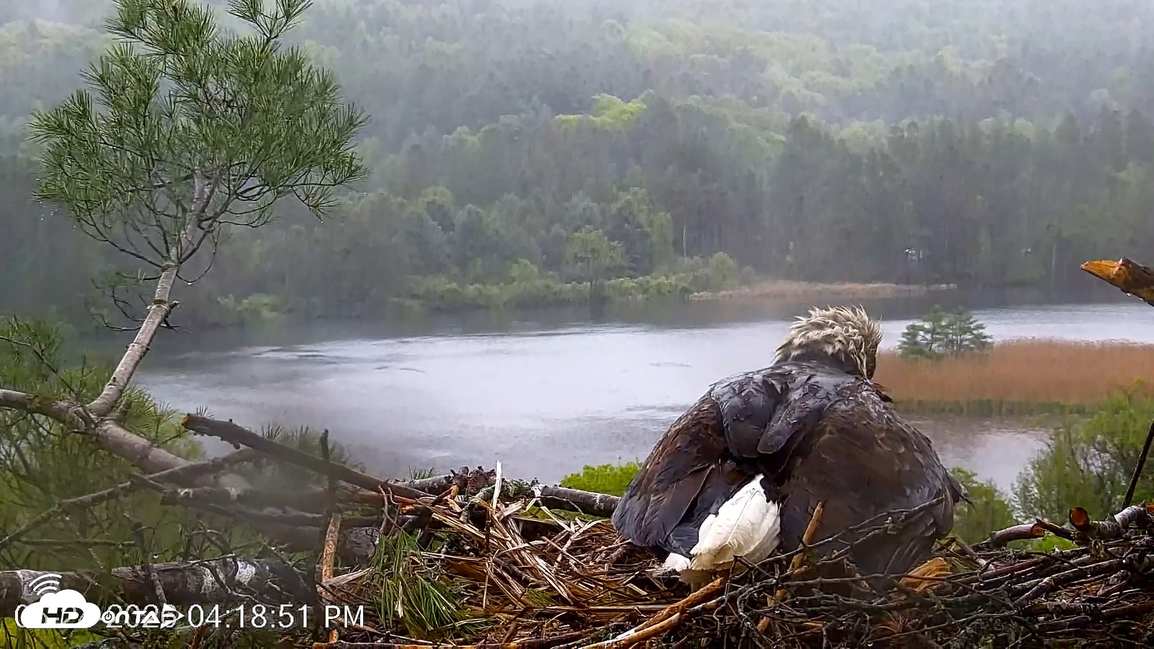 Snapshot of VINS Bald Eagles Nest Live Cams taken May 24, 2026, 4:19pm EDT