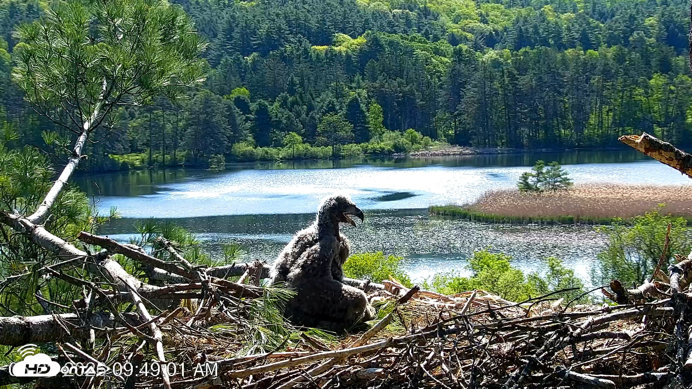 Snapshot of VINS Bald Eagles Nest Live Cams taken May 22, 2026, 9:49am EDT