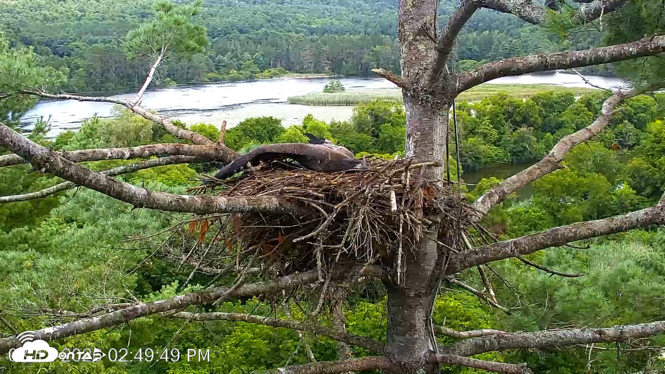 Snapshot of VINS Bald Eagles Nest Live Cams taken Aug 12, 2026, 2:50pm EDT