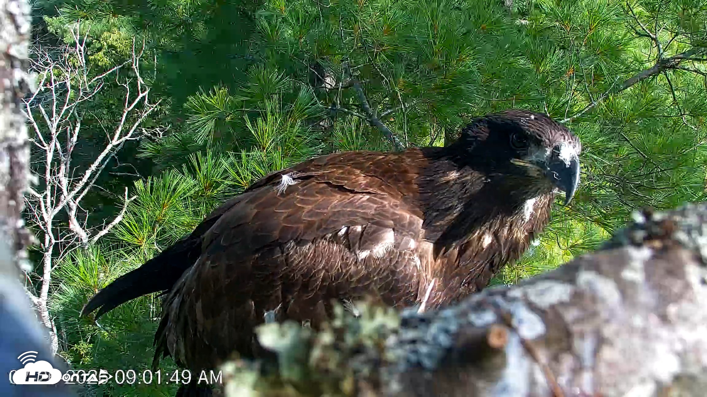 Snapshot of VINS Bald Eagles Nest Live Cams taken Jul 26, 2026, 9:02am EDT