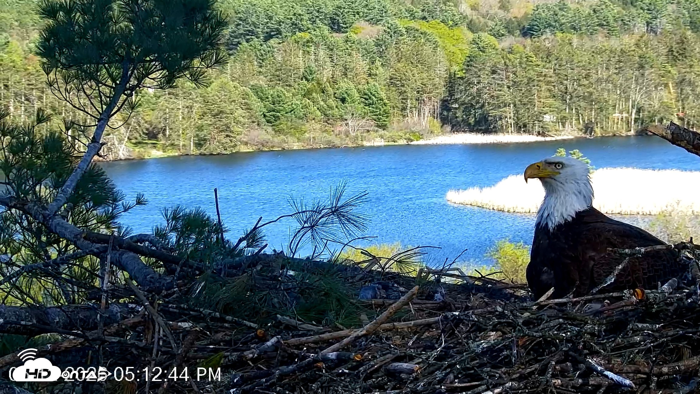 Snapshot of VINS Bald Eagles Nest Live Cams taken May 12, 2026, 5:13pm EDT