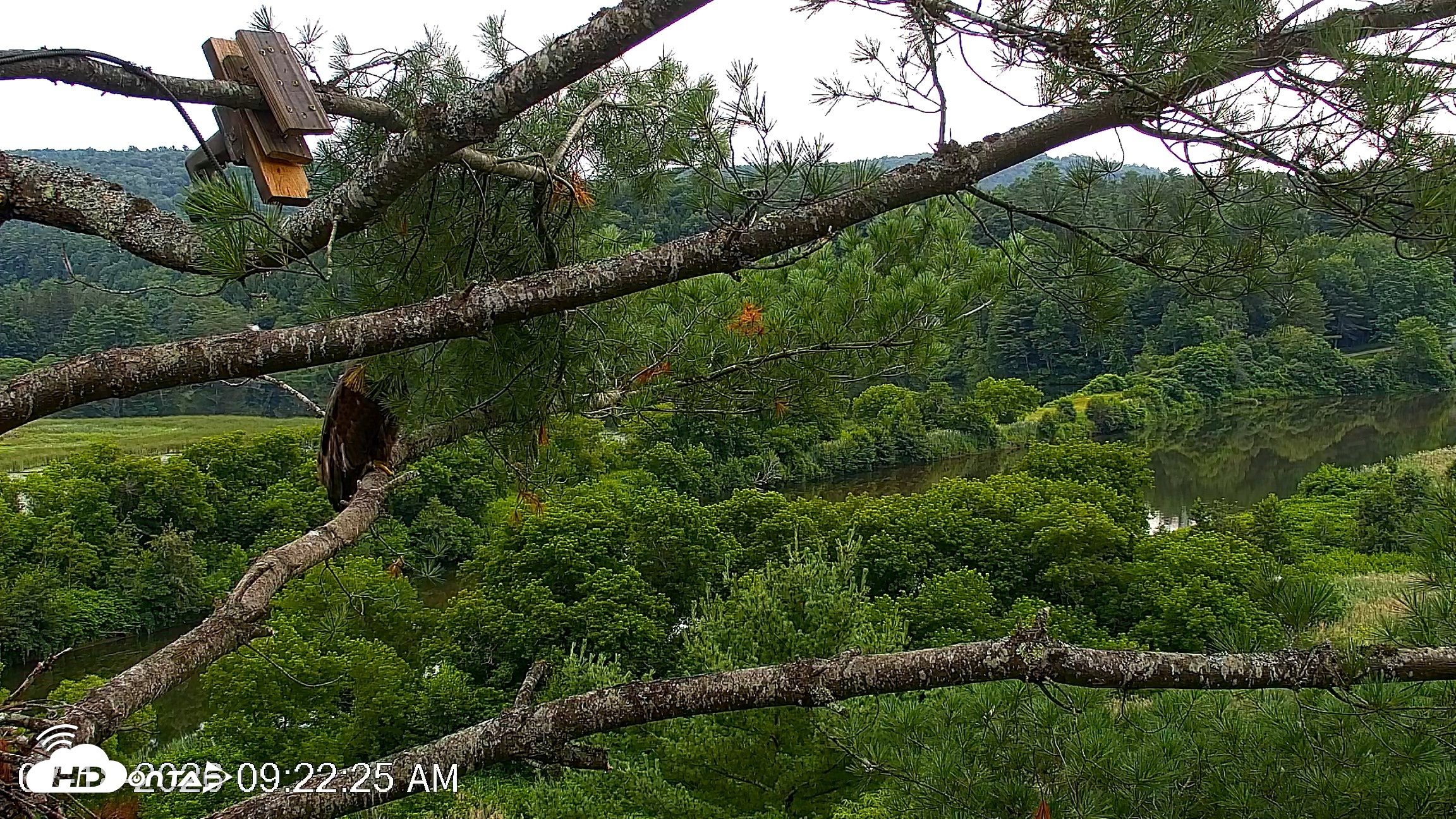 Snapshot of VINS Bald Eagles Nest Live Cams taken Jul 18, 2026, 9:23am EDT