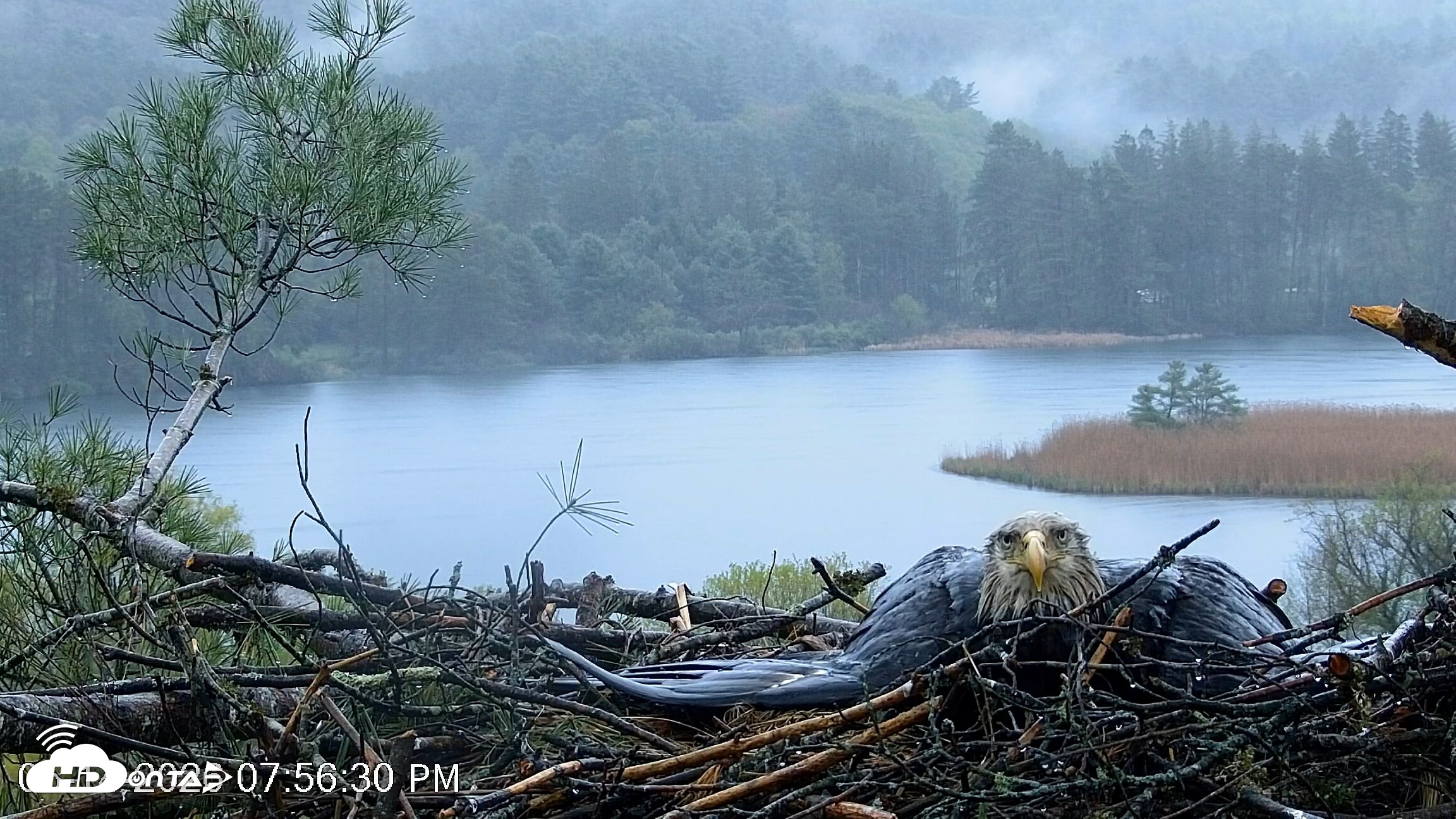 Snapshot of VINS Bald Eagles Nest Live Cams taken May 14, 2026, 7:59pm EDT