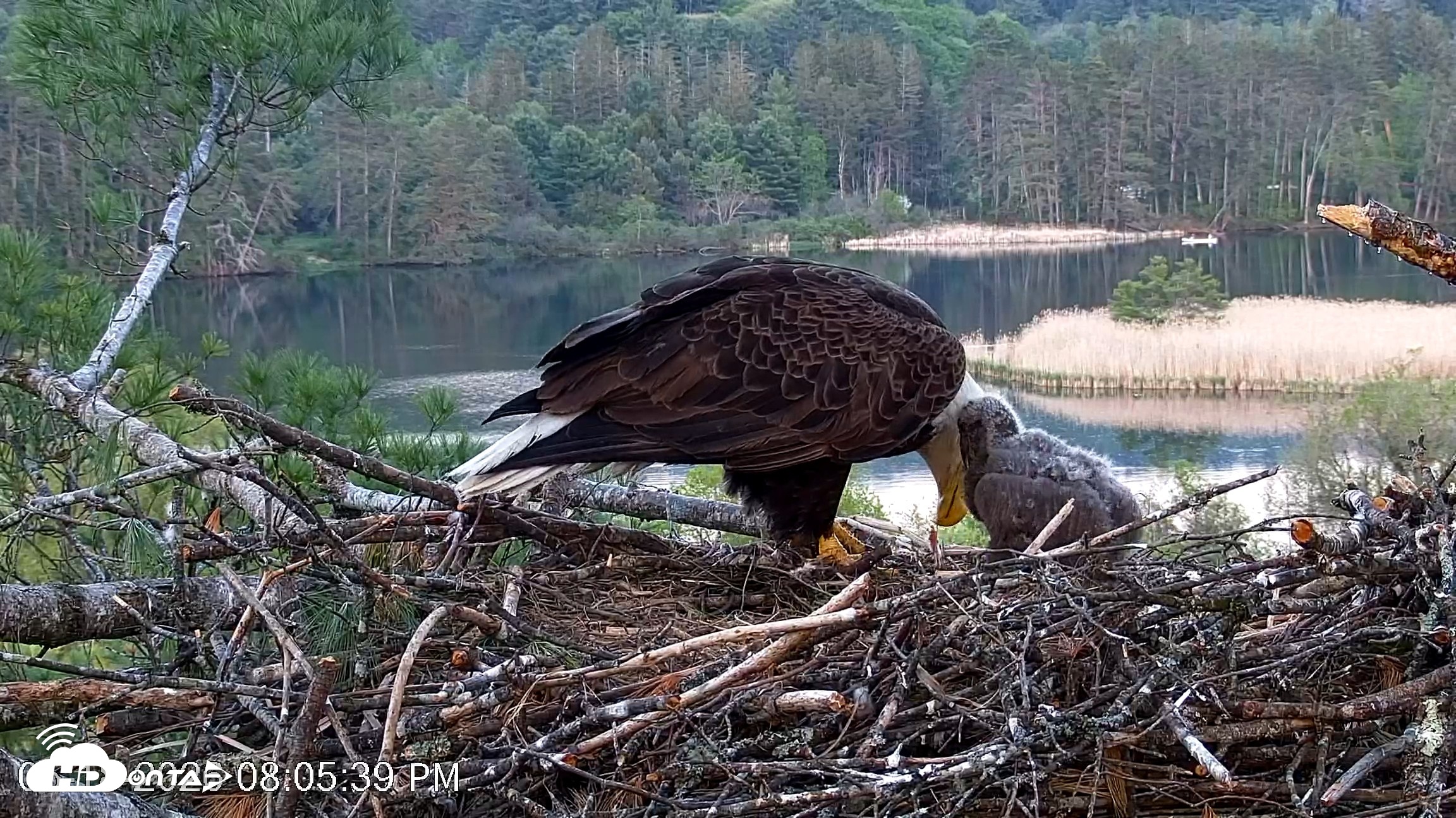 Snapshot of VINS Bald Eagles Nest Live Cams taken May 18, 2026, 8:06pm EDT