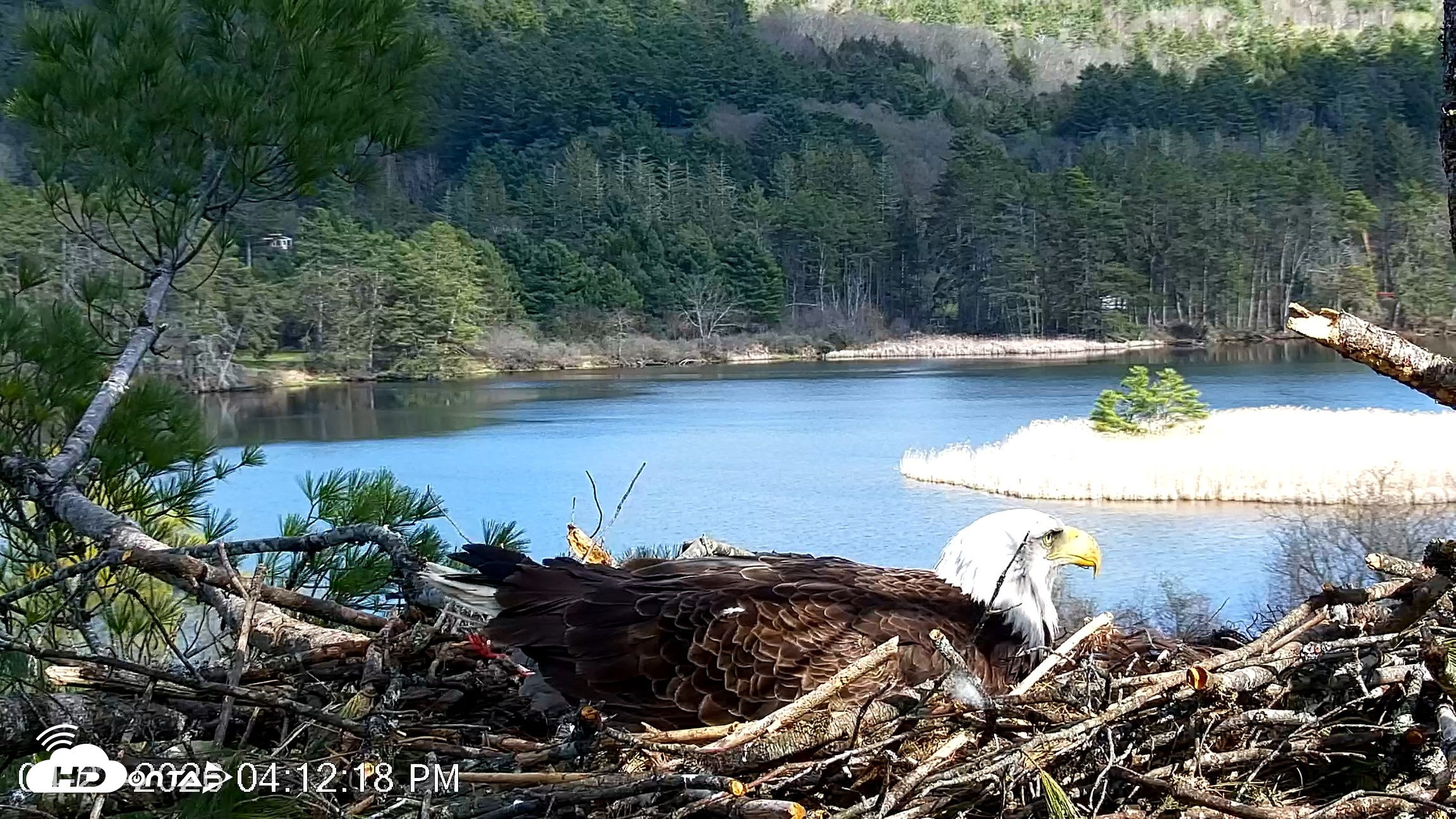 Snapshot of VINS Bald Eagles Nest Live Cams taken Apr 27, 2026, 4:13pm EDT