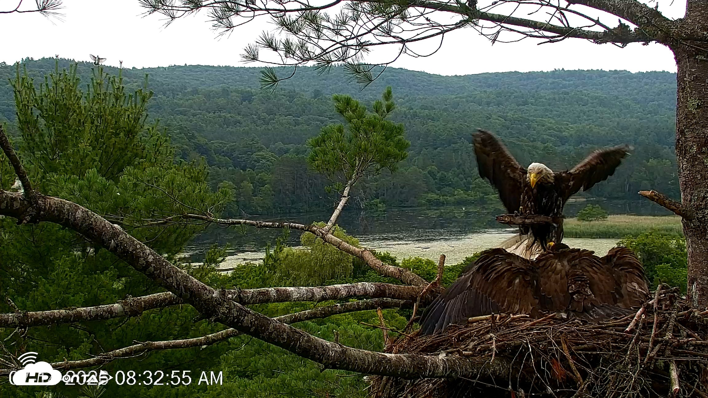 Snapshot of VINS Bald Eagles Nest Live Cams taken Jul 14, 2026, 8:35am EDT