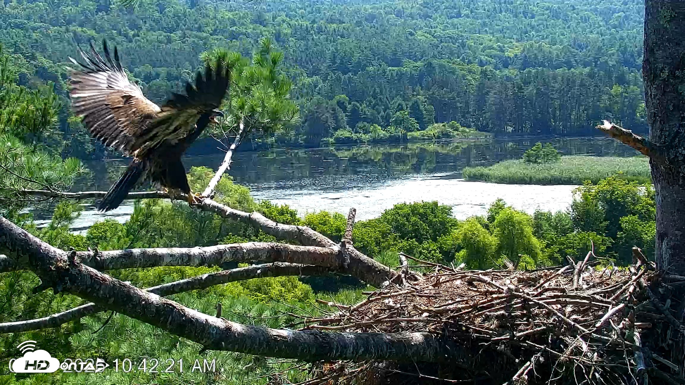 Snapshot of VINS Bald Eagles Nest Live Cams taken Jul 24, 2026, 10:43am EDT