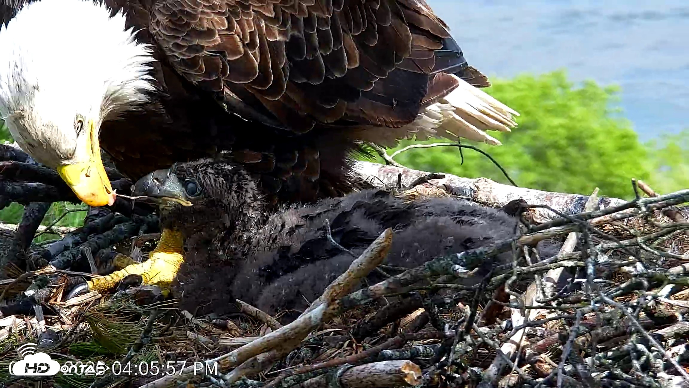 Snapshot of VINS Bald Eagles Nest Live Cams taken May 28, 2026, 4:06pm EDT