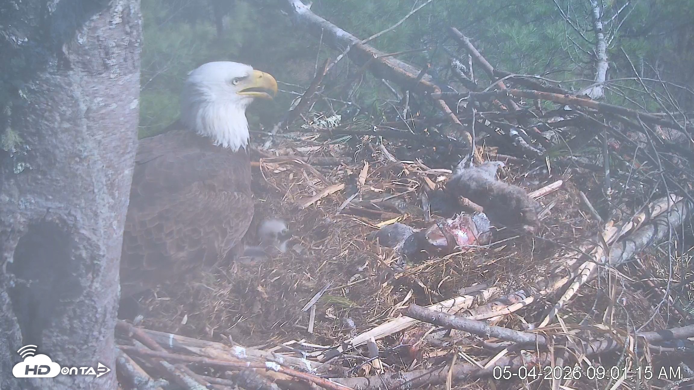 Snapshot of VINS Bald Eagles Nest Live Cams taken May 4, 2026, 9:02am EDT