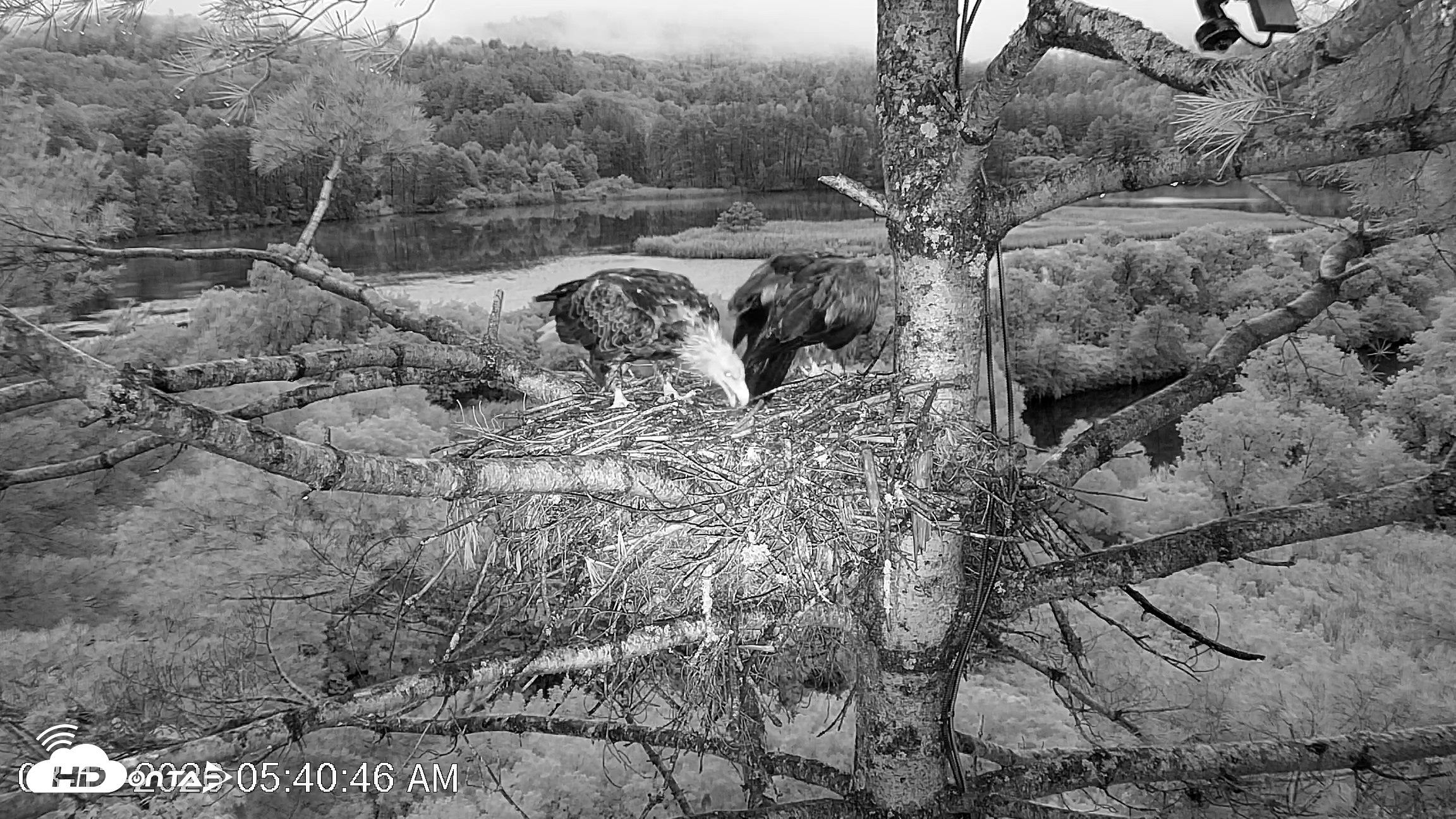 Snapshot of VINS Bald Eagles Nest Live Cams taken Aug 13, 2026, 5:41am EDT